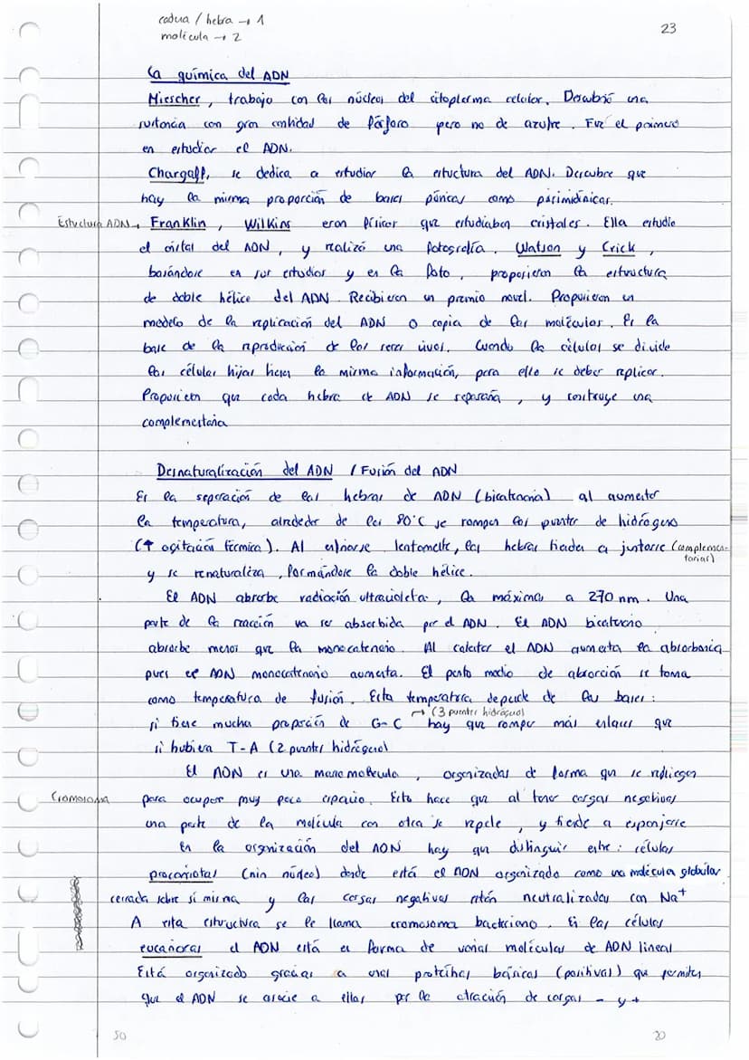 
<p>Los ácidos nucleicos son la principal fuente de energía de las células y desempeñan un papel fundamental en la biología. Están compuesto