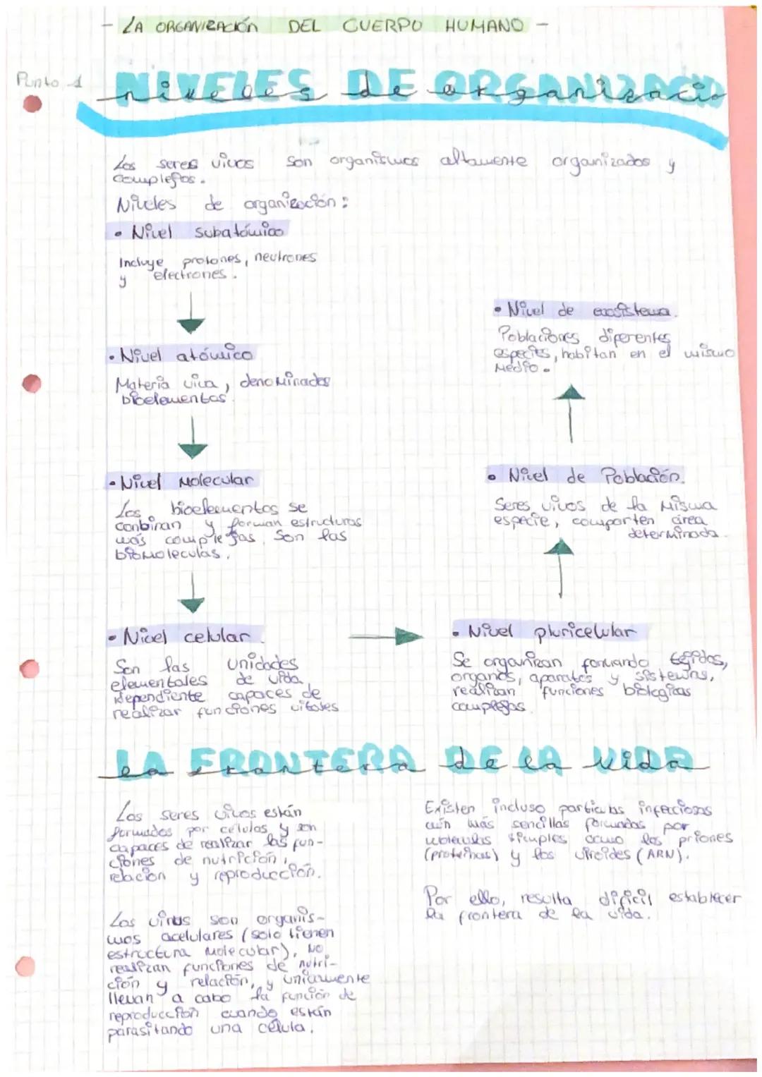 Estructura Celular en el Cuerpo Humano