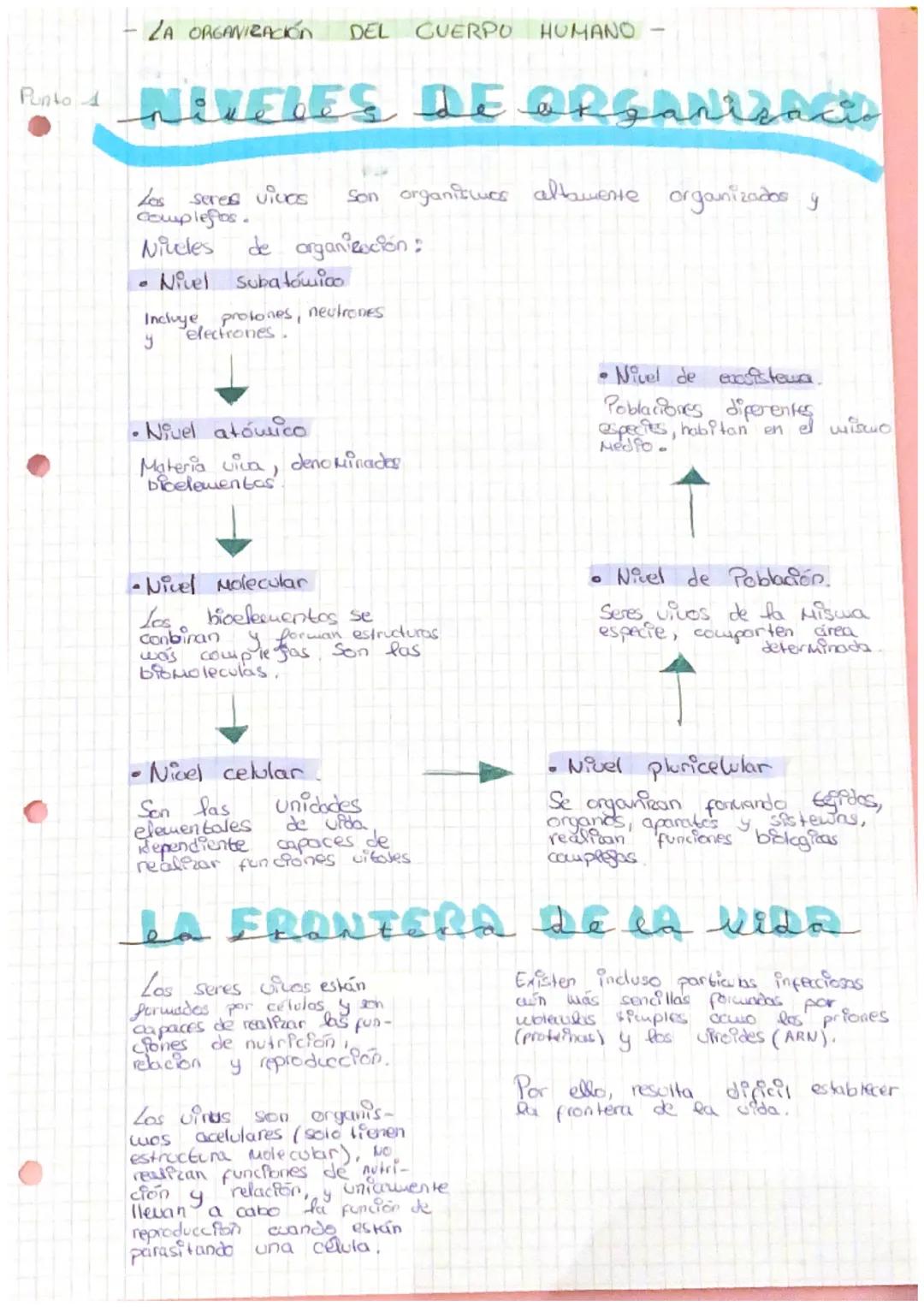 Punto A
ZA ORGANIZACIÓn
NIVELES DE Organizacis
ORGAN
Las
seres vivos
completos.
Niveles
Nivel Subatómico
@
DEL CUERPO HUMANO
de organización