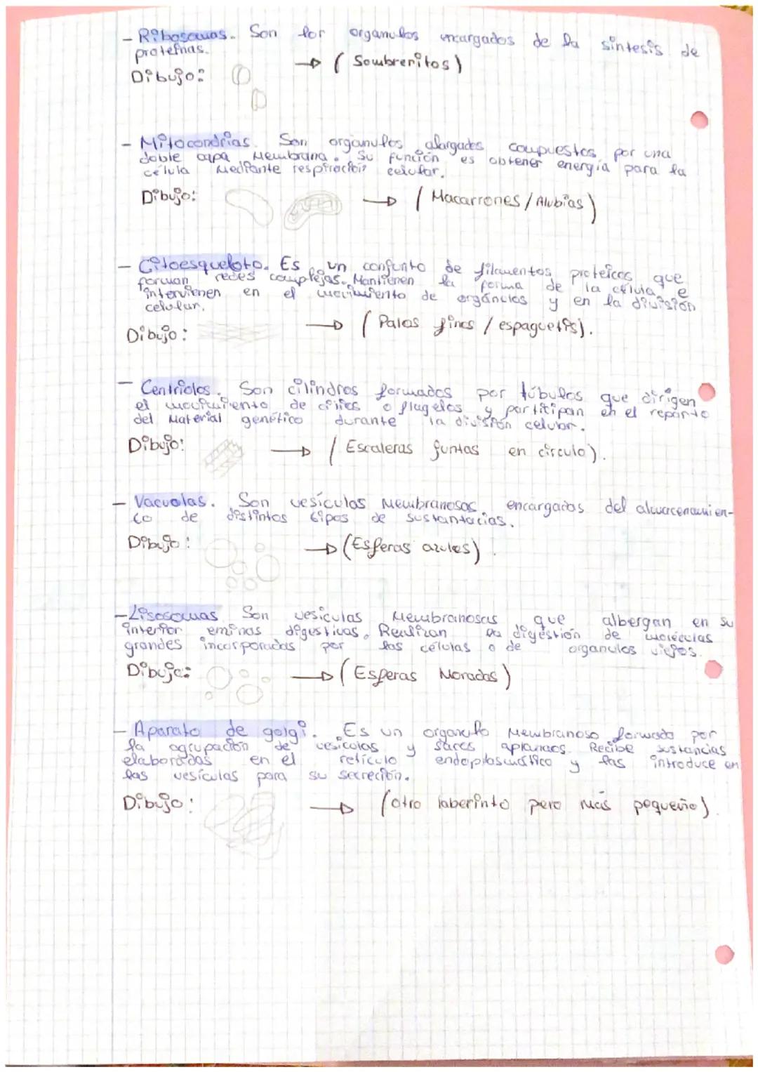 Punto A
ZA ORGANIZACIÓn
NIVELES DE Organizacis
ORGAN
Las
seres vivos
completos.
Niveles
Nivel Subatómico
@
DEL CUERPO HUMANO
de organización