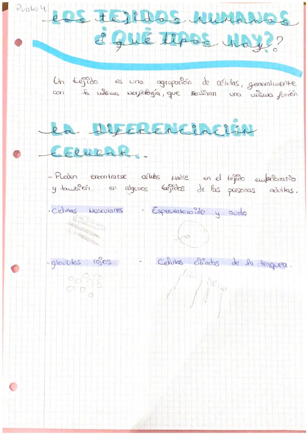Punto A
ZA ORGANIZACIÓn
NIVELES DE Organizacis
ORGAN
Las
seres vivos
completos.
Niveles
Nivel Subatómico
@
DEL CUERPO HUMANO
de organización