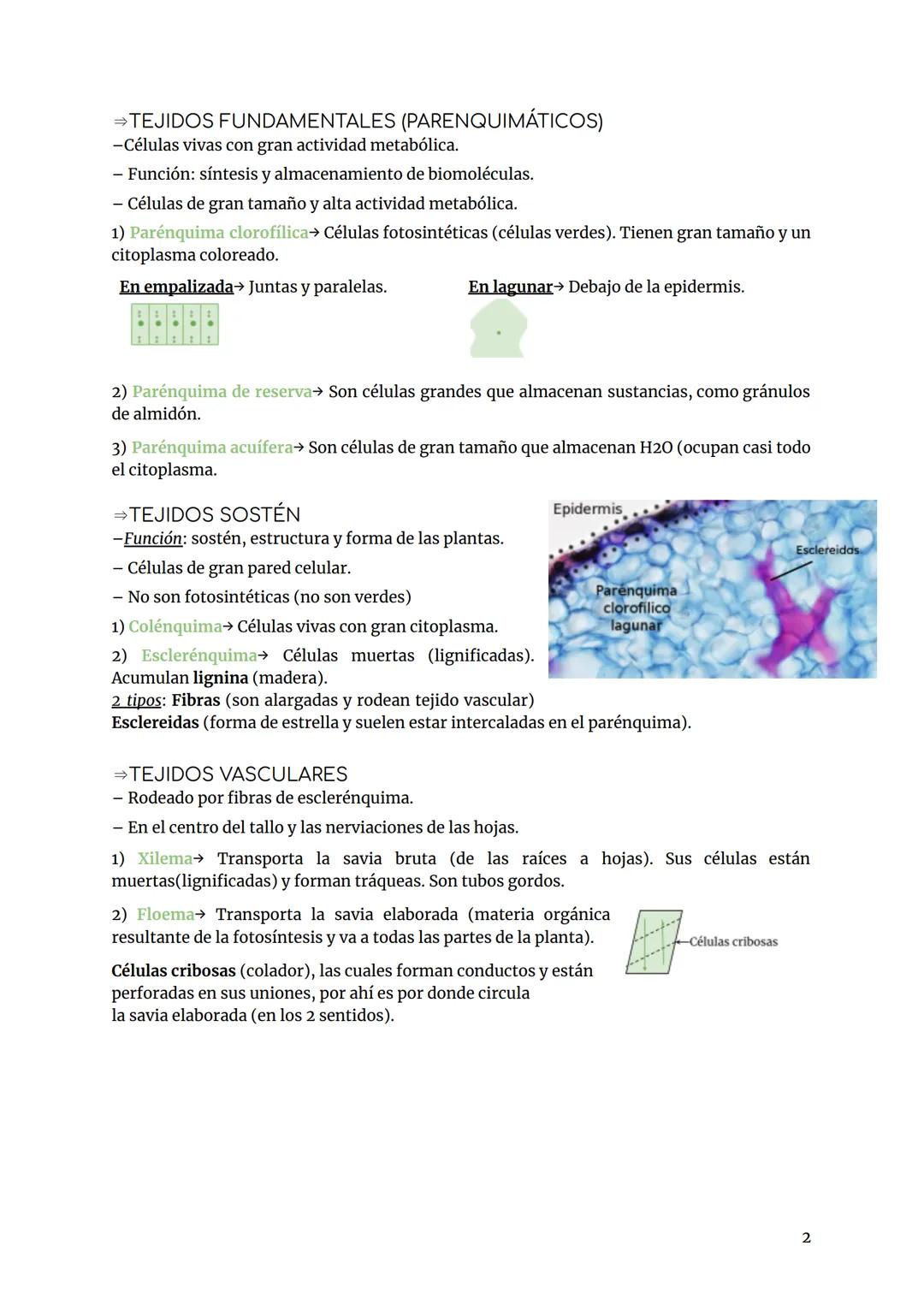 # BIOLOGÍA Y GEOLOGÍA TEMA 3
Los tejidos son un conjunto de células que tienen una función específica (especialización)
↓
- Organización tis