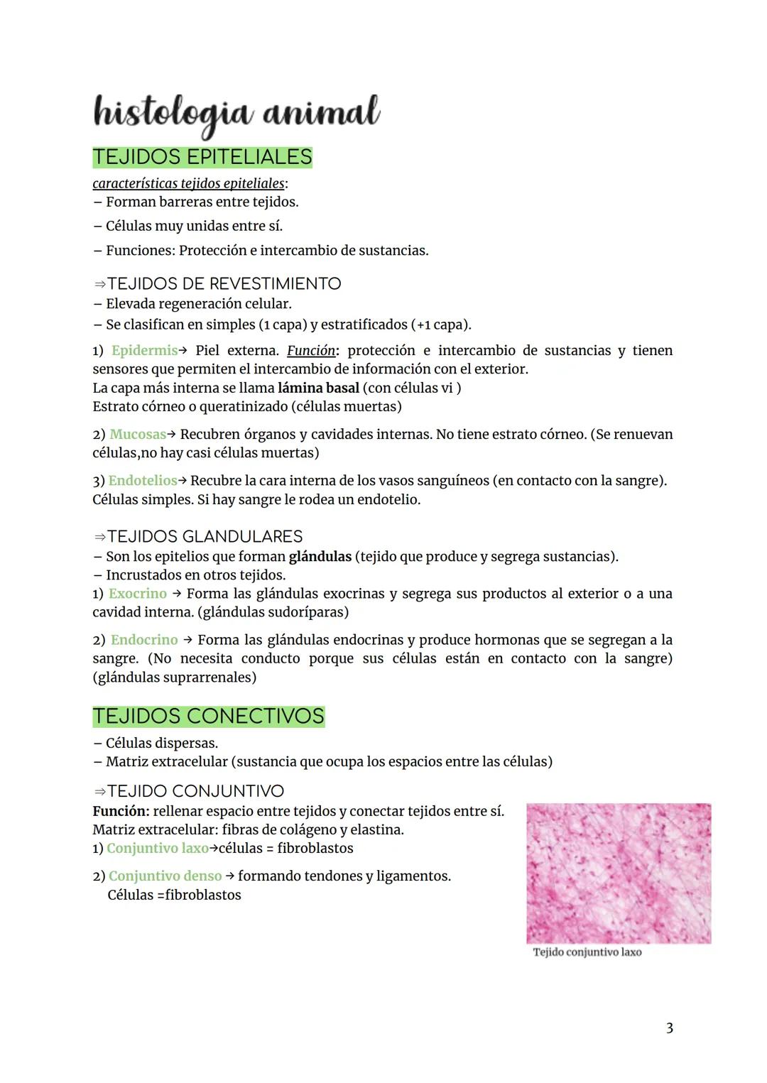# BIOLOGÍA Y GEOLOGÍA TEMA 3
Los tejidos son un conjunto de células que tienen una función específica (especialización)
↓
- Organización tis