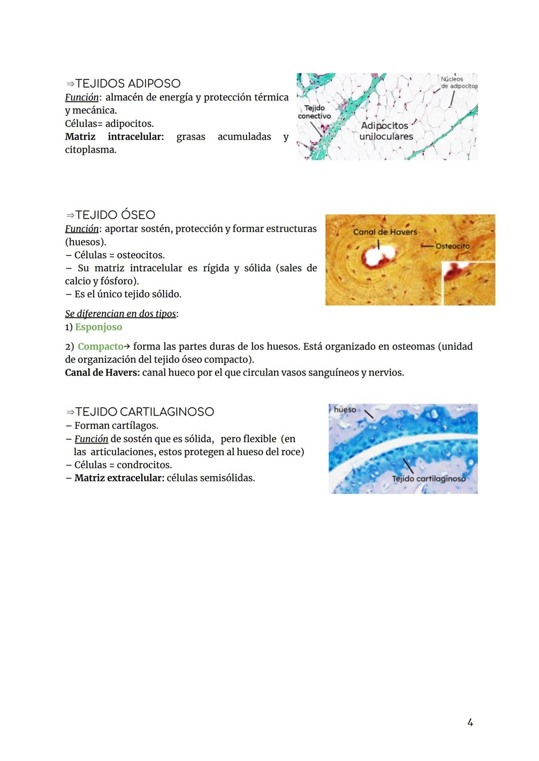 # BIOLOGÍA Y GEOLOGÍA TEMA 3
Los tejidos son un conjunto de células que tienen una función específica (especialización)
↓
- Organización tis