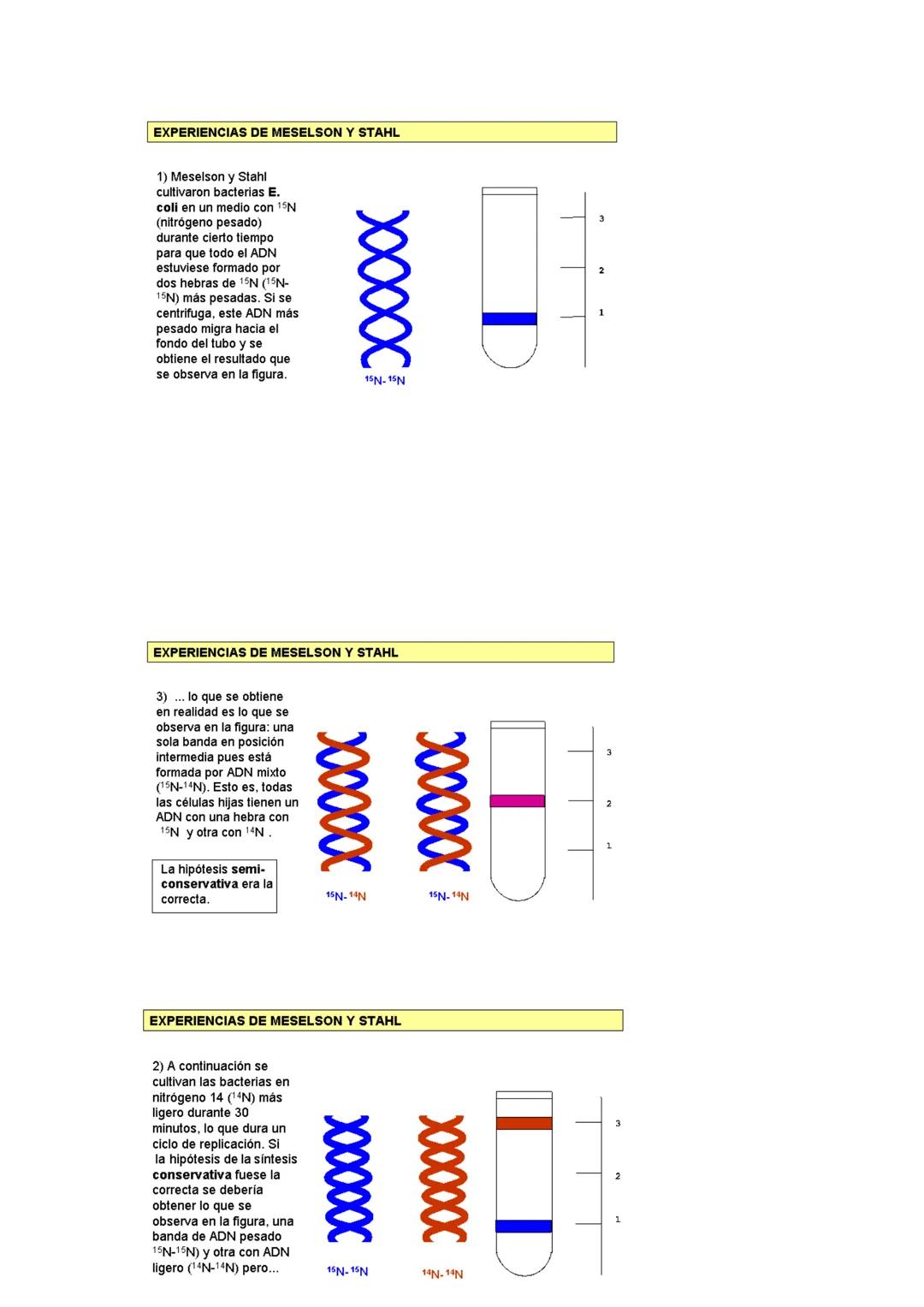 GENÉTICA MOLECULAR
NATURALEZA MOLECULAR DE LOS GENES
Antes de que se identificara la molécula portadora del mensaje genético, ya se sabía
qu