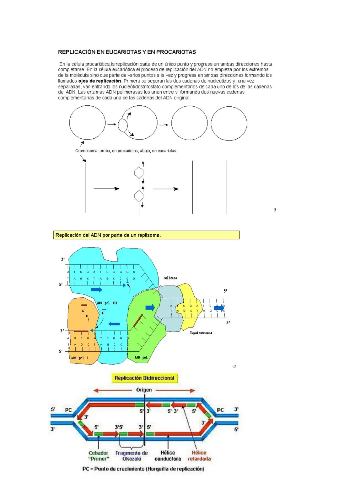 GENÉTICA MOLECULAR
NATURALEZA MOLECULAR DE LOS GENES
Antes de que se identificara la molécula portadora del mensaje genético, ya se sabía
qu