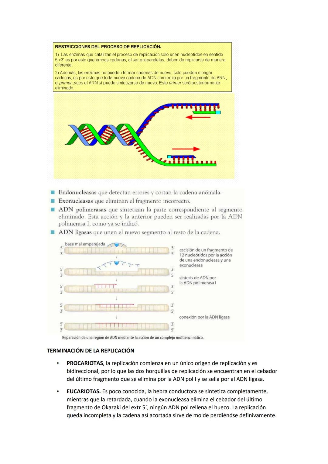 GENÉTICA MOLECULAR
NATURALEZA MOLECULAR DE LOS GENES
Antes de que se identificara la molécula portadora del mensaje genético, ya se sabía
qu
