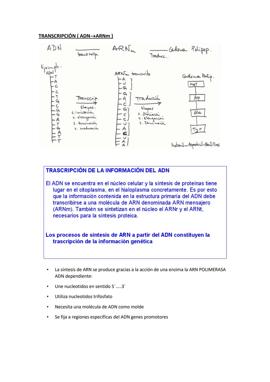 GENÉTICA MOLECULAR
NATURALEZA MOLECULAR DE LOS GENES
Antes de que se identificara la molécula portadora del mensaje genético, ya se sabía
qu