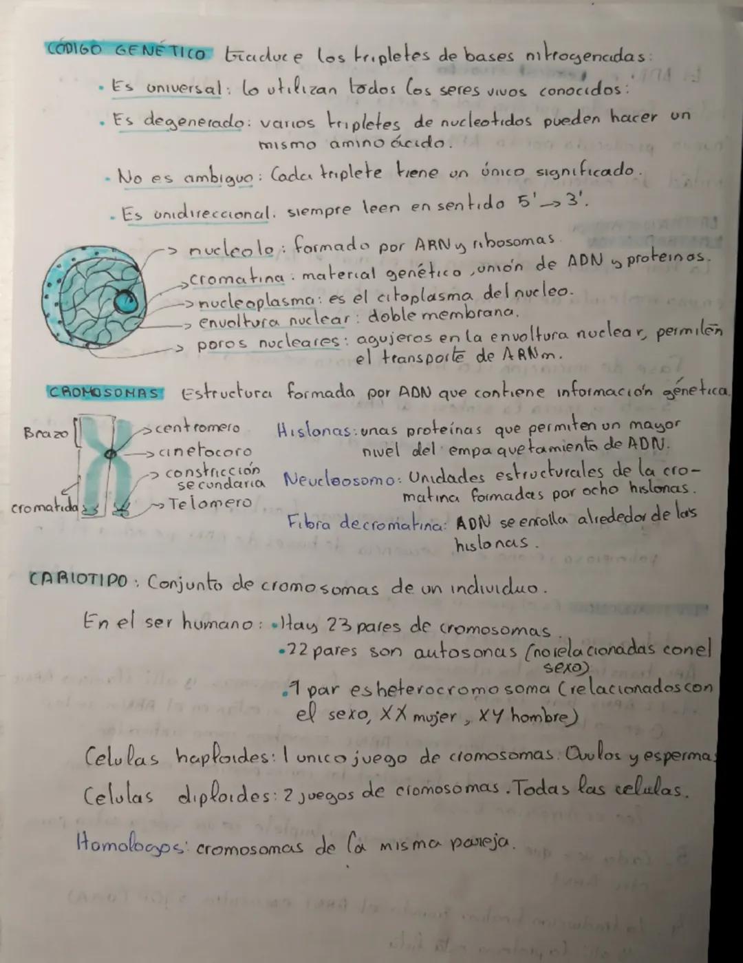 Tema 2. ADN, ARN
NOTA
Ácidos nucleicos biomoleculas orgánicas formados por la unión
de nucleótidos. Almacenan y transmiten la
Información ge