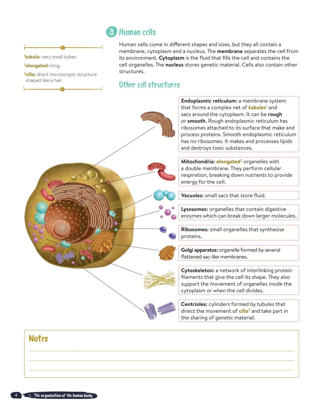 UNIT 1
The organisation of the human body
'highly: very.
2complexity: having many parts,
difficult to understand.
3microorganism: very small