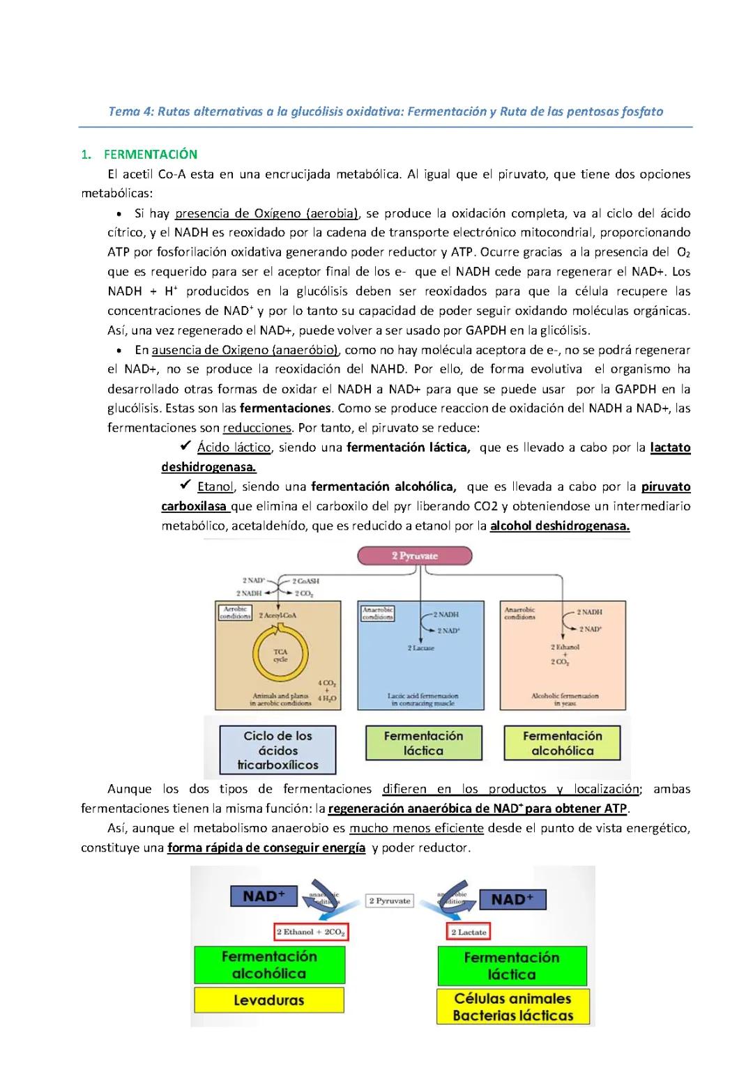 Entendiendo la Fermentación y la Ruta de las Pentosas Fosfato