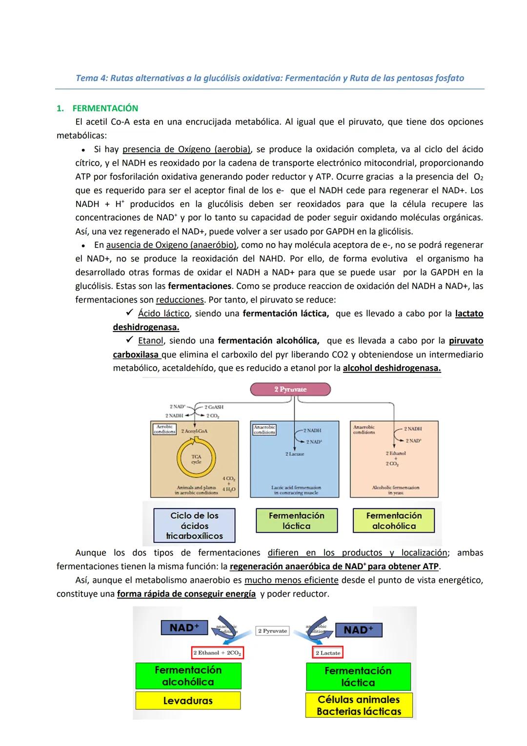 Tema 4: Rutas alternativas a la glucólisis oxidativa: Fermentación y Ruta de las pentosas fosfato
1. FERMENTACIÓN
El acetil Co-A esta en una