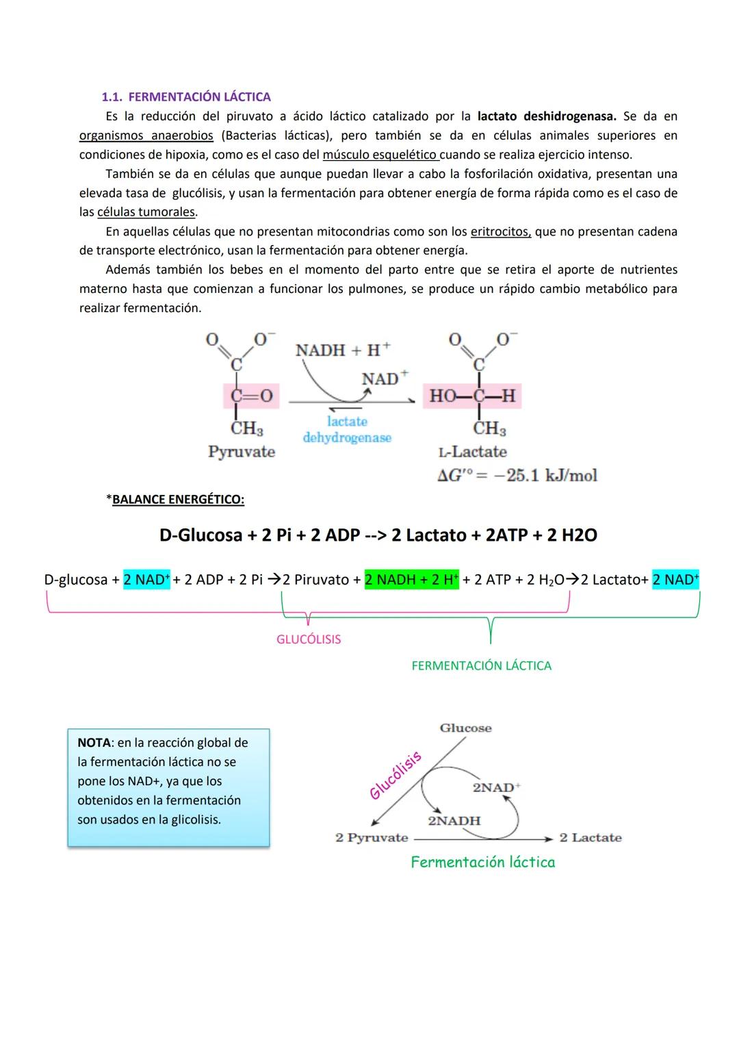 Tema 4: Rutas alternativas a la glucólisis oxidativa: Fermentación y Ruta de las pentosas fosfato
1. FERMENTACIÓN
El acetil Co-A esta en una