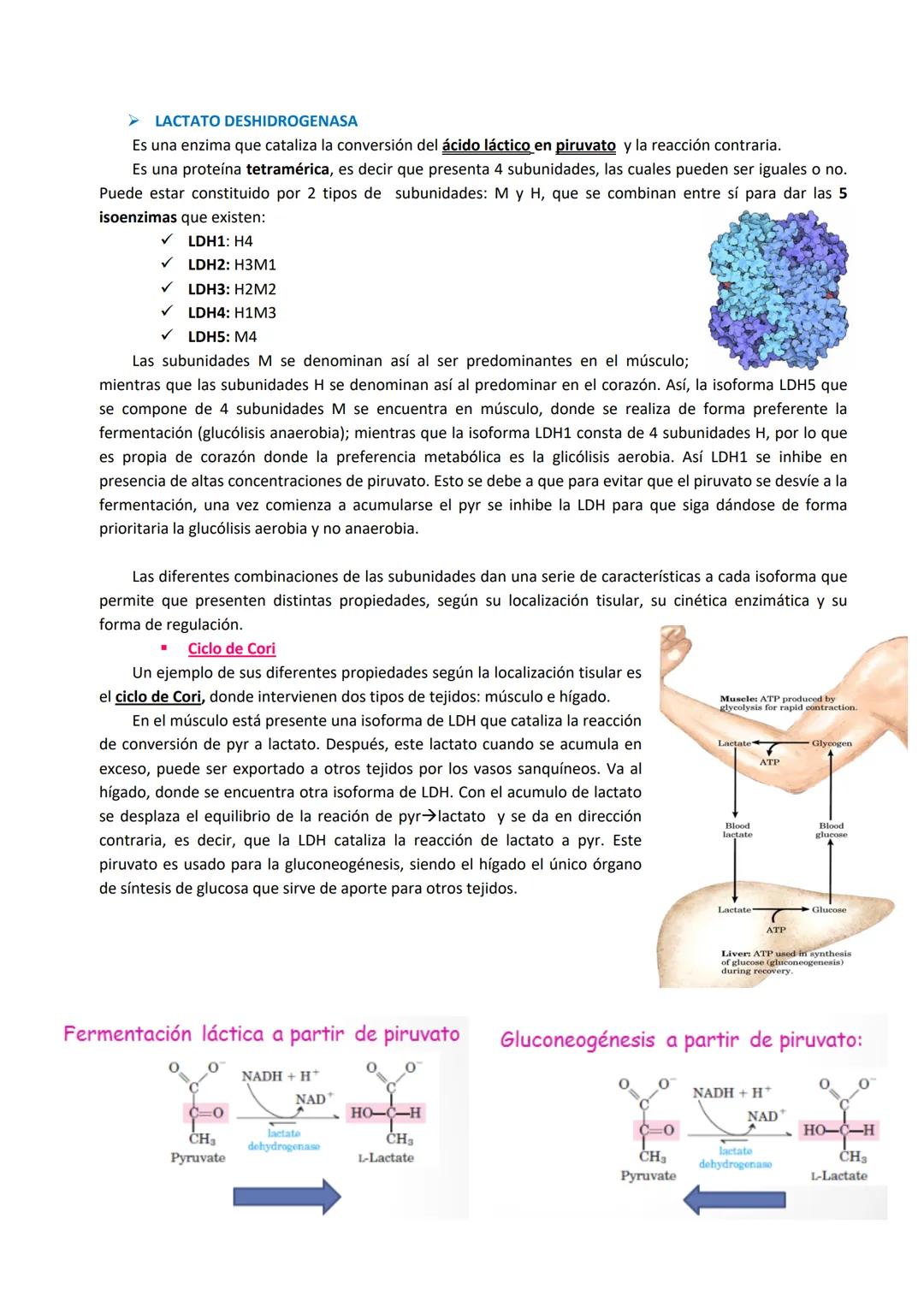 Tema 4: Rutas alternativas a la glucólisis oxidativa: Fermentación y Ruta de las pentosas fosfato
1. FERMENTACIÓN
El acetil Co-A esta en una