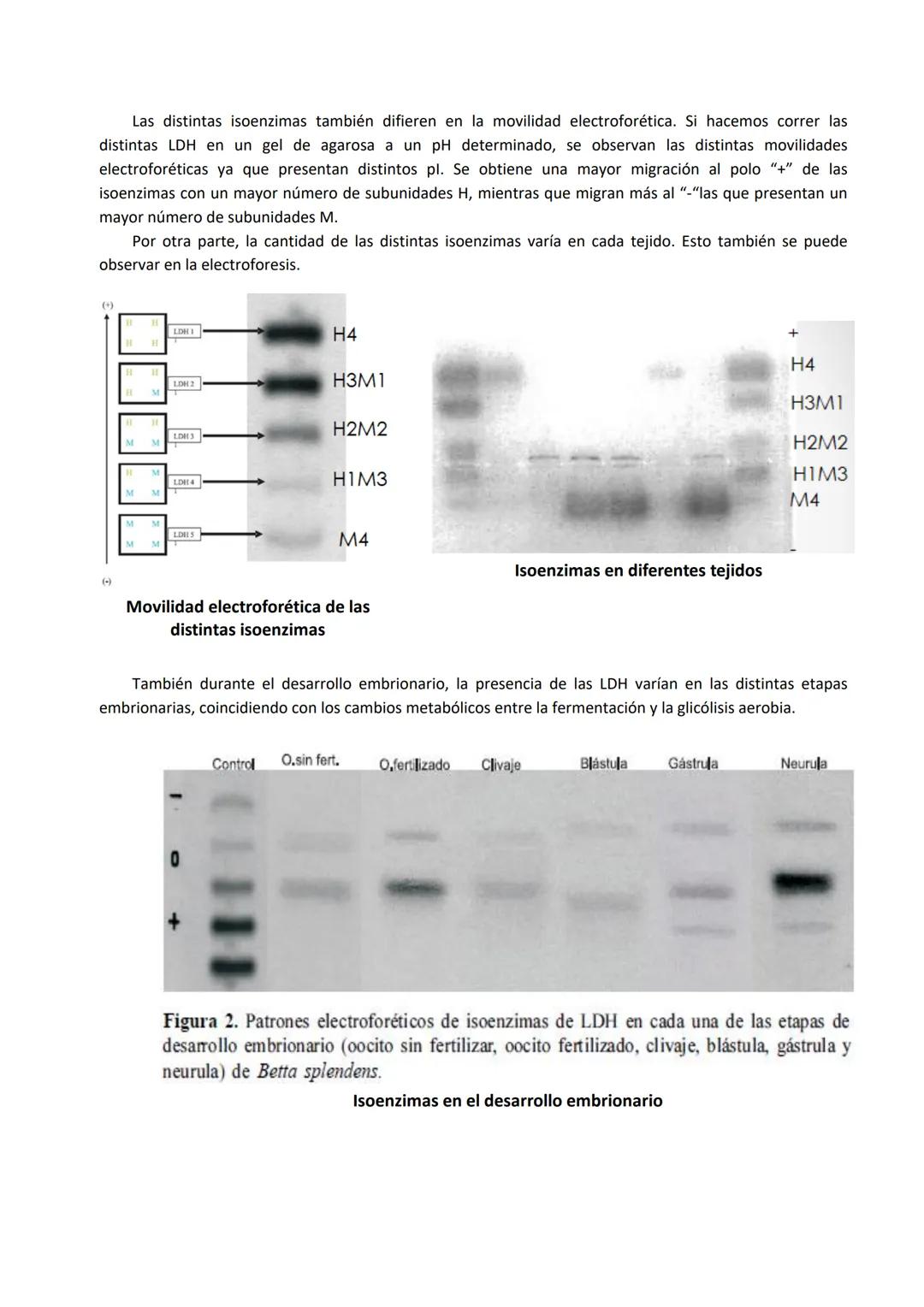 Tema 4: Rutas alternativas a la glucólisis oxidativa: Fermentación y Ruta de las pentosas fosfato
1. FERMENTACIÓN
El acetil Co-A esta en una