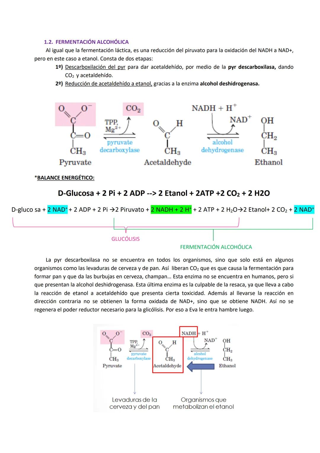 Tema 4: Rutas alternativas a la glucólisis oxidativa: Fermentación y Ruta de las pentosas fosfato
1. FERMENTACIÓN
El acetil Co-A esta en una