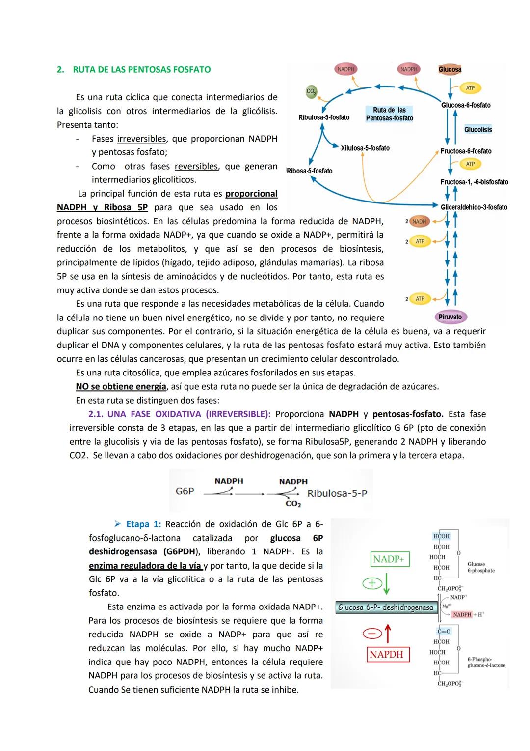 Tema 4: Rutas alternativas a la glucólisis oxidativa: Fermentación y Ruta de las pentosas fosfato
1. FERMENTACIÓN
El acetil Co-A esta en una