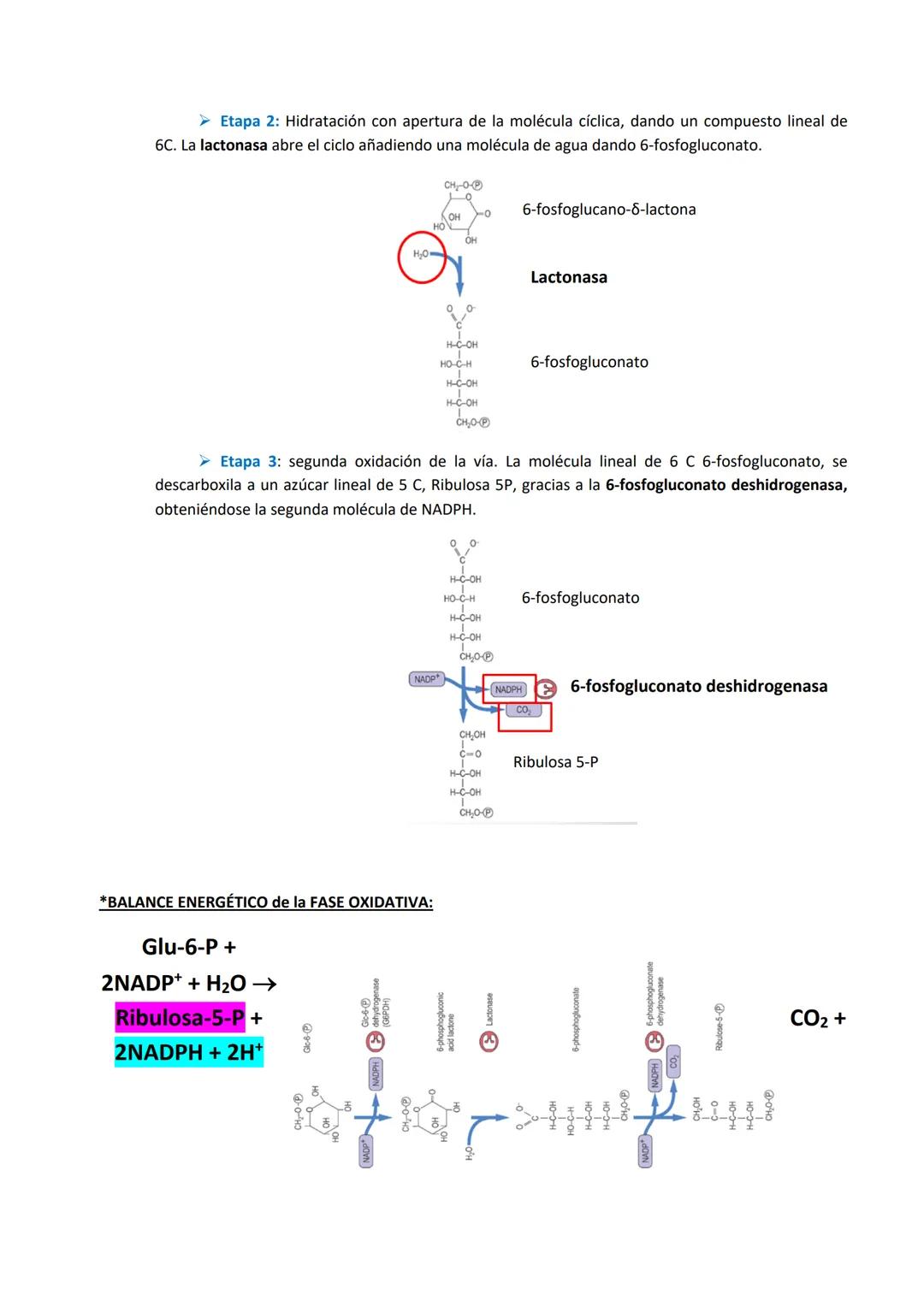 Tema 4: Rutas alternativas a la glucólisis oxidativa: Fermentación y Ruta de las pentosas fosfato
1. FERMENTACIÓN
El acetil Co-A esta en una