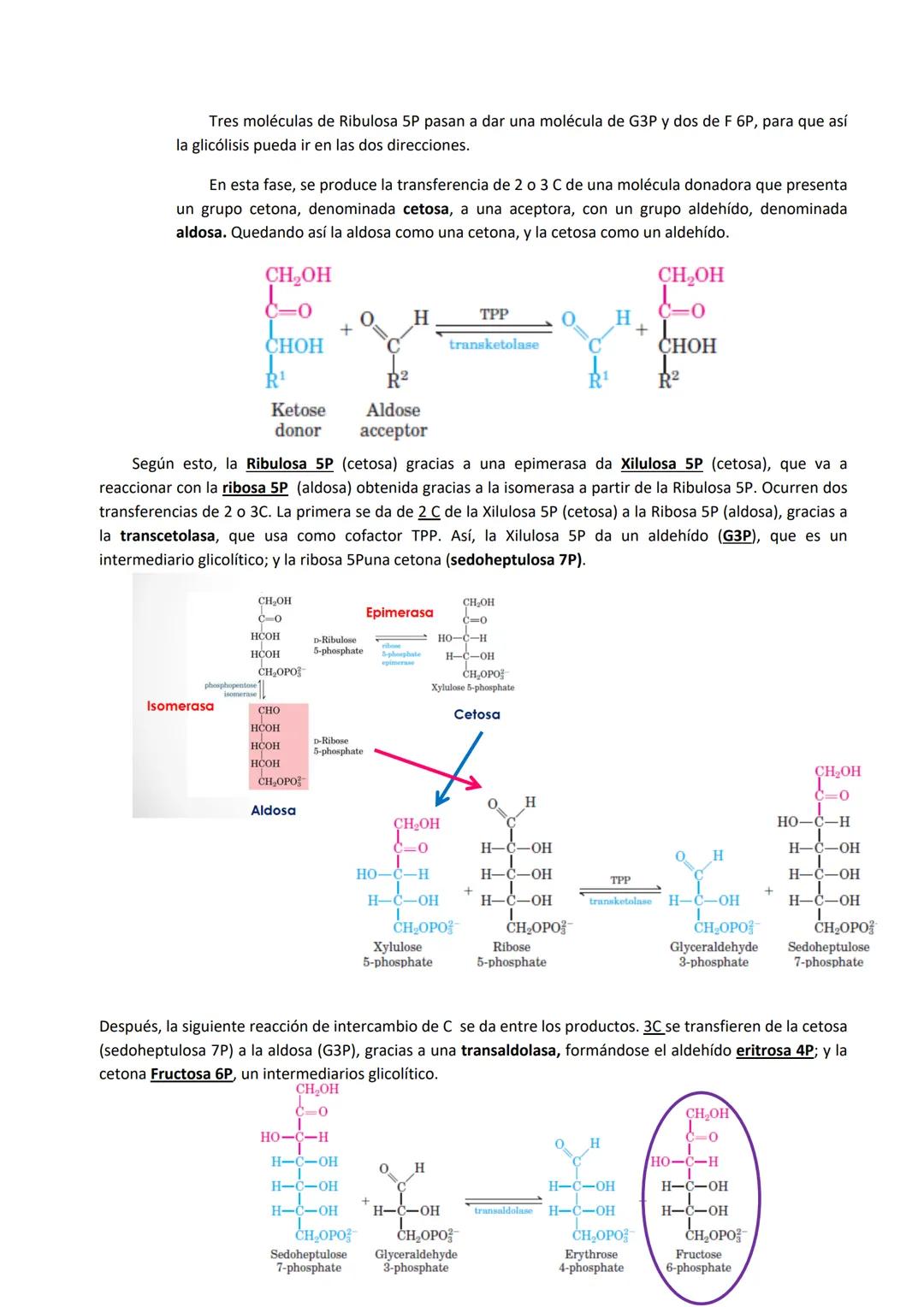 Tema 4: Rutas alternativas a la glucólisis oxidativa: Fermentación y Ruta de las pentosas fosfato
1. FERMENTACIÓN
El acetil Co-A esta en una