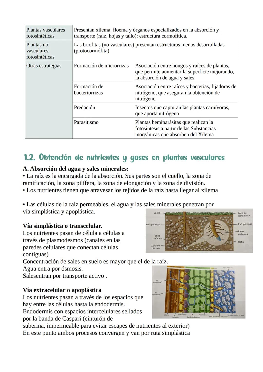 Nutrición y relación
de las plantas
1. La función de nutrición en las plantas :
Nutrición: procesos que permiten a las plantas obtener mater