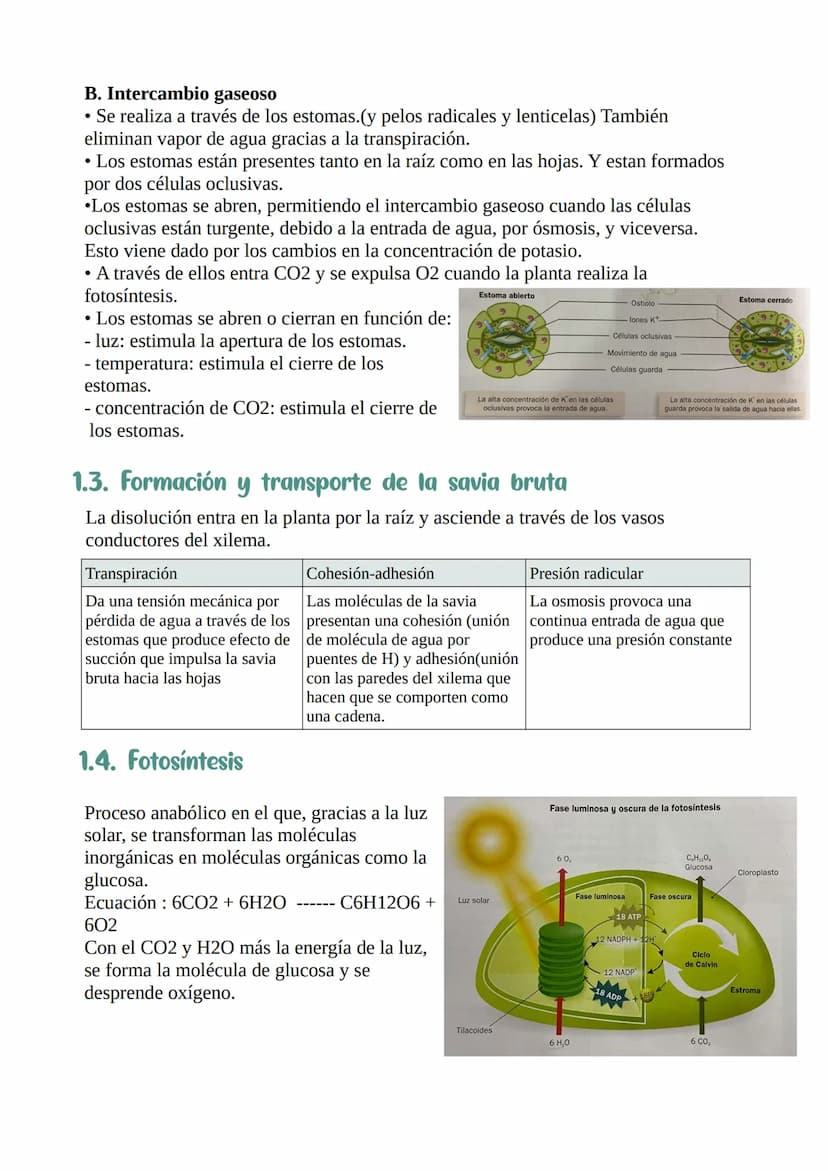 Nutrición y relación
de las plantas
1. La función de nutrición en las plantas :
Nutrición: procesos que permiten a las plantas obtener mater