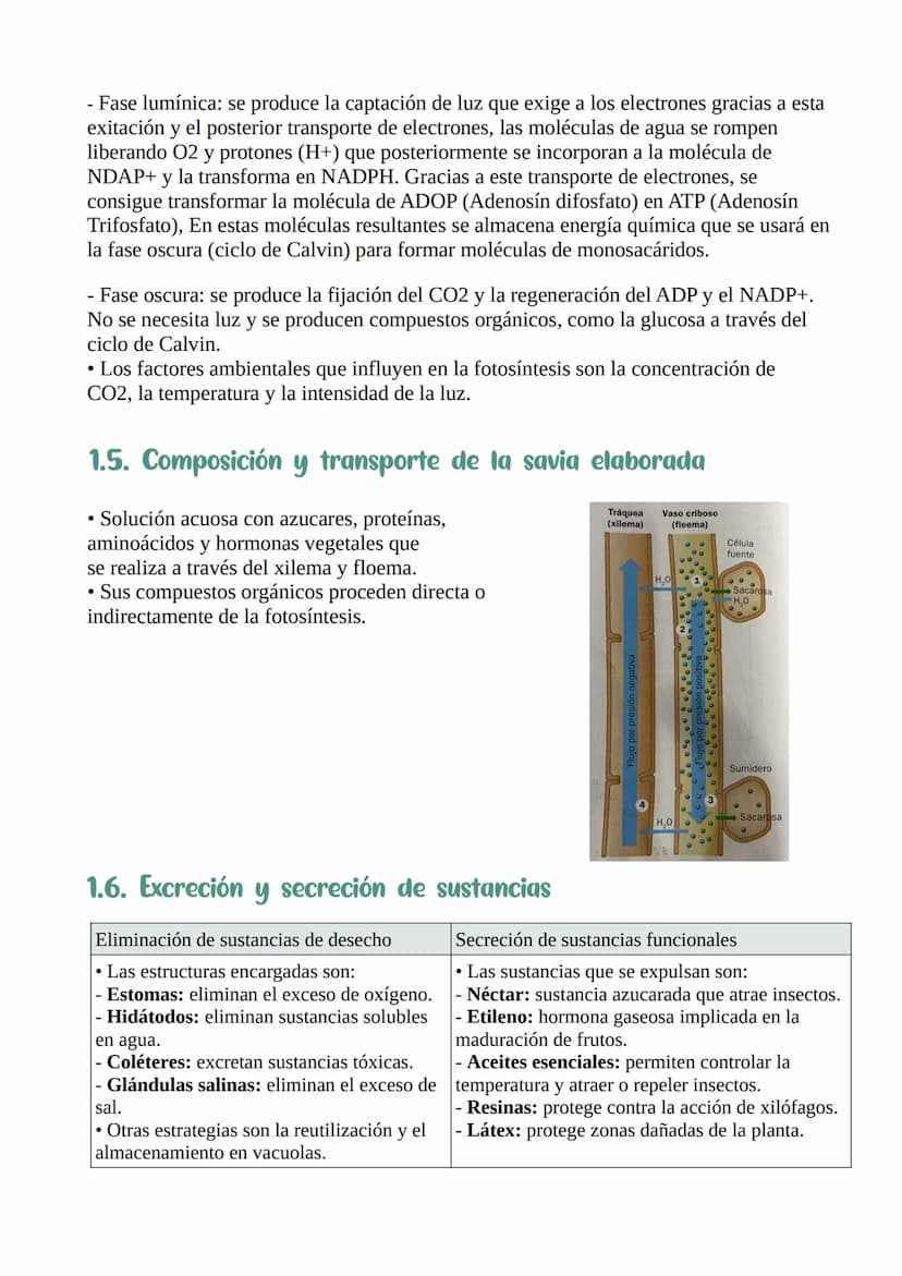 Nutrición y relación
de las plantas
1. La función de nutrición en las plantas :
Nutrición: procesos que permiten a las plantas obtener mater
