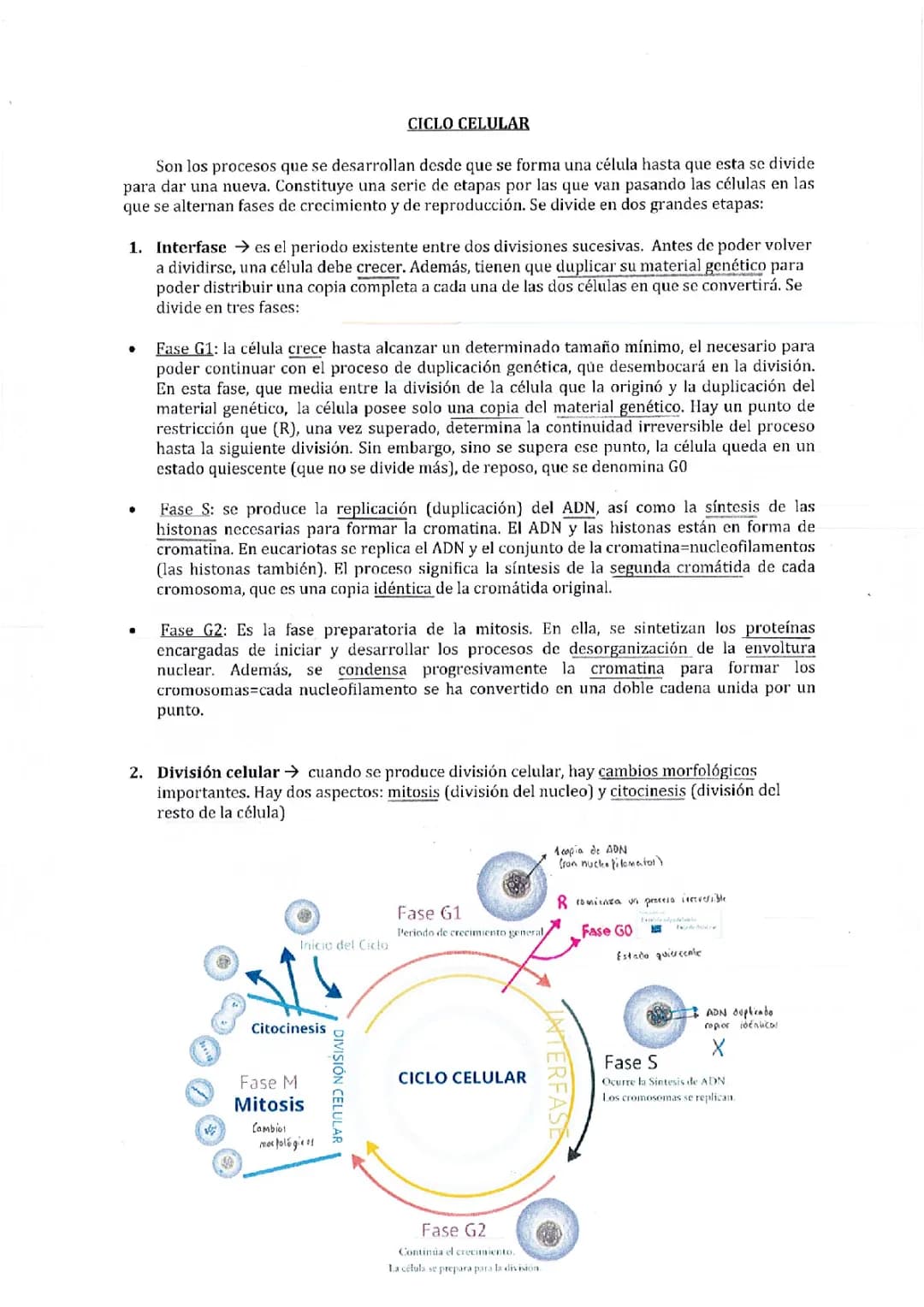 Ciclo celular, mitosis y meiosis