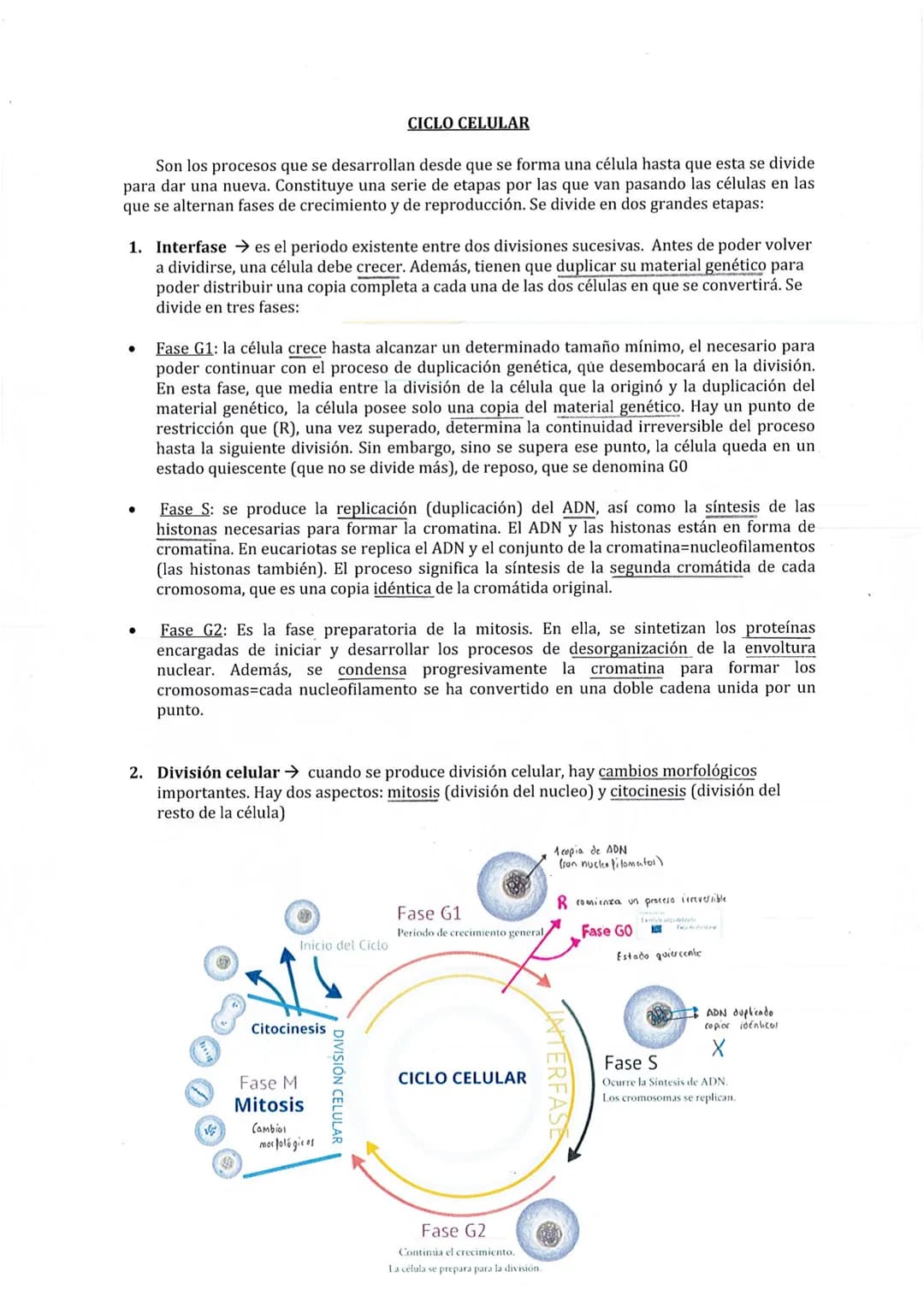 Son los procesos que se desarrollan desde que se forma una célula hasta que esta se divide
para dar una nueva. Constituye una serie de etapa