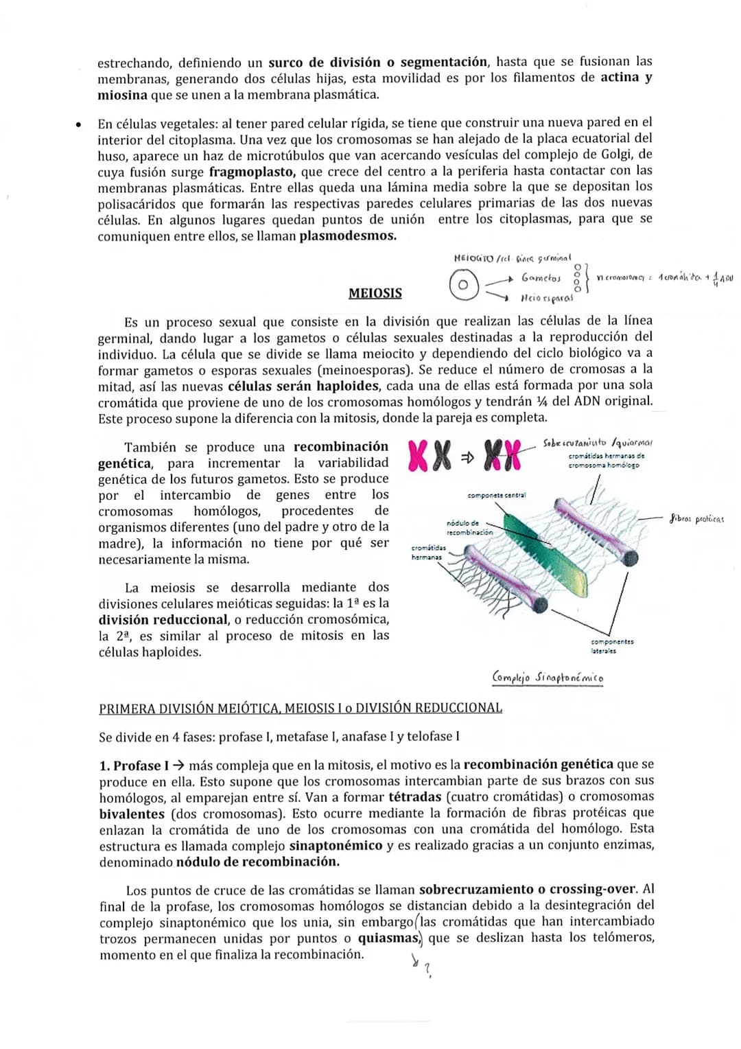 Son los procesos que se desarrollan desde que se forma una célula hasta que esta se divide
para dar una nueva. Constituye una serie de etapa