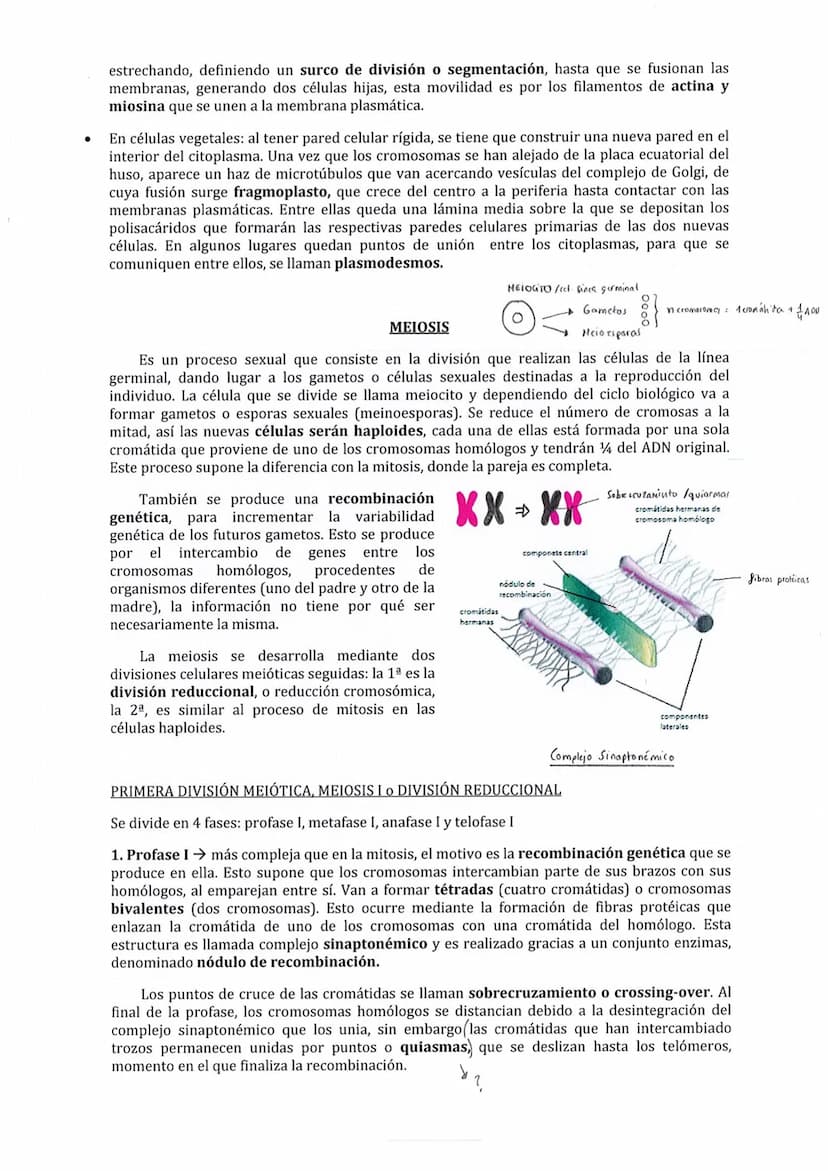 Son los procesos que se desarrollan desde que se forma una célula hasta que esta se divide
para dar una nueva. Constituye una serie de etapa
