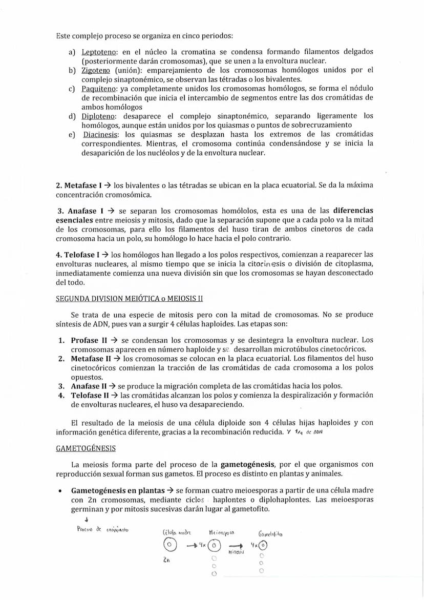 Son los procesos que se desarrollan desde que se forma una célula hasta que esta se divide
para dar una nueva. Constituye una serie de etapa