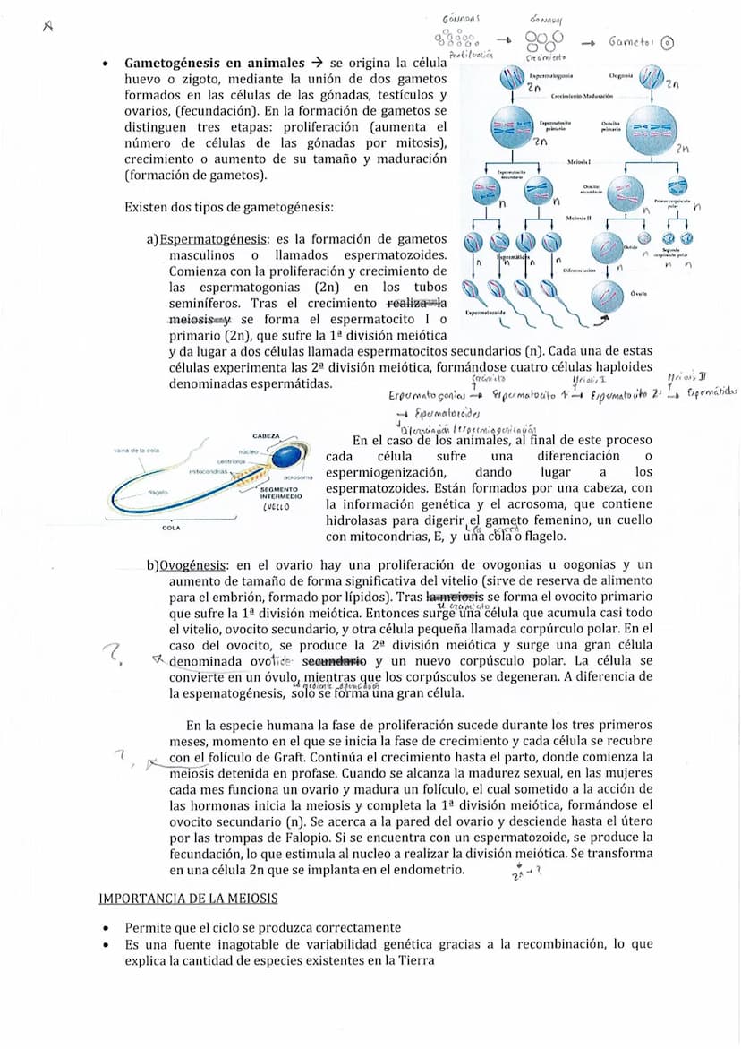 Son los procesos que se desarrollan desde que se forma una célula hasta que esta se divide
para dar una nueva. Constituye una serie de etapa