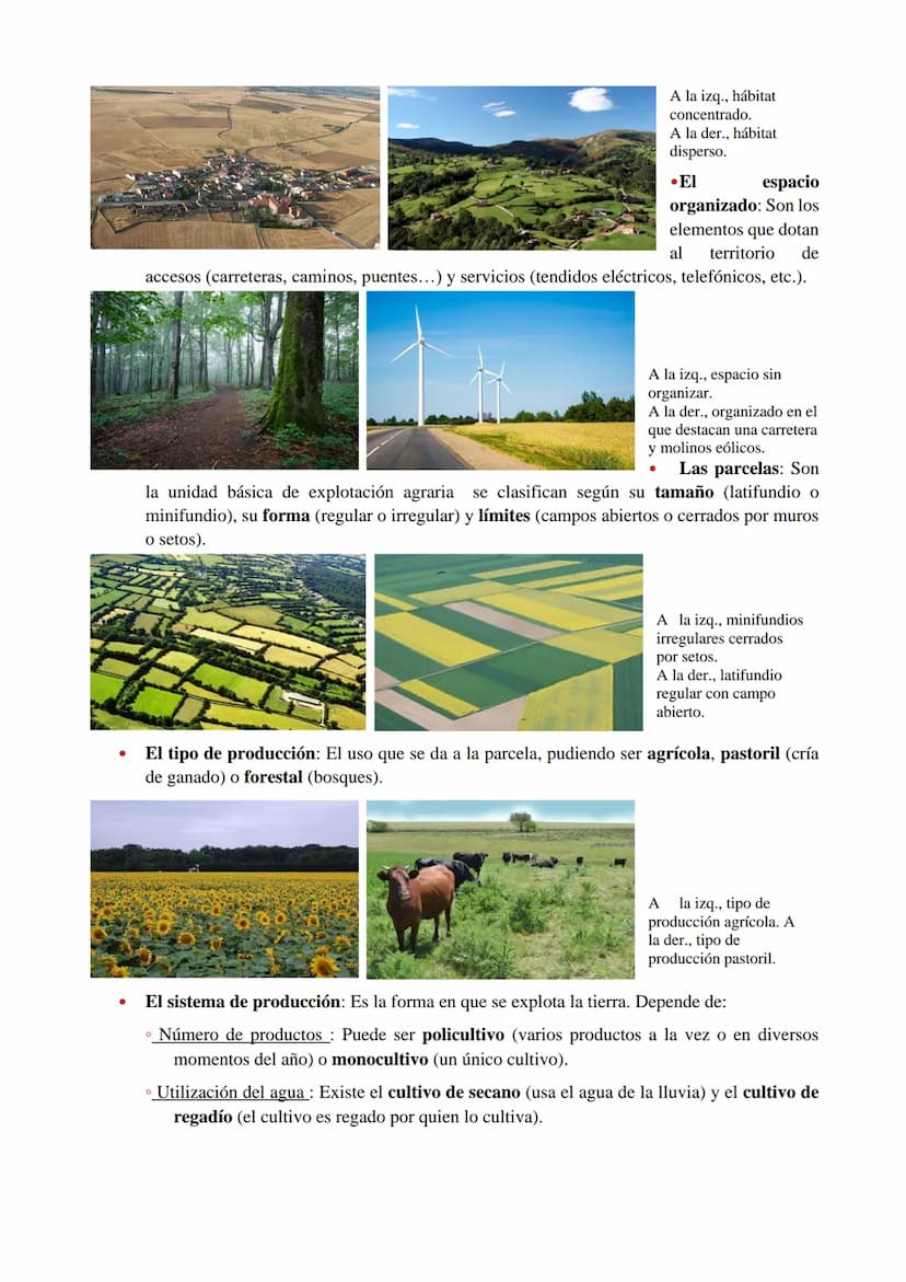 1. ¿QUÉ ES EL SECTOR PRIMARIO?
El sector primario está compuesto por todas las actividades mediante las que se obtienen alimentos
y materias