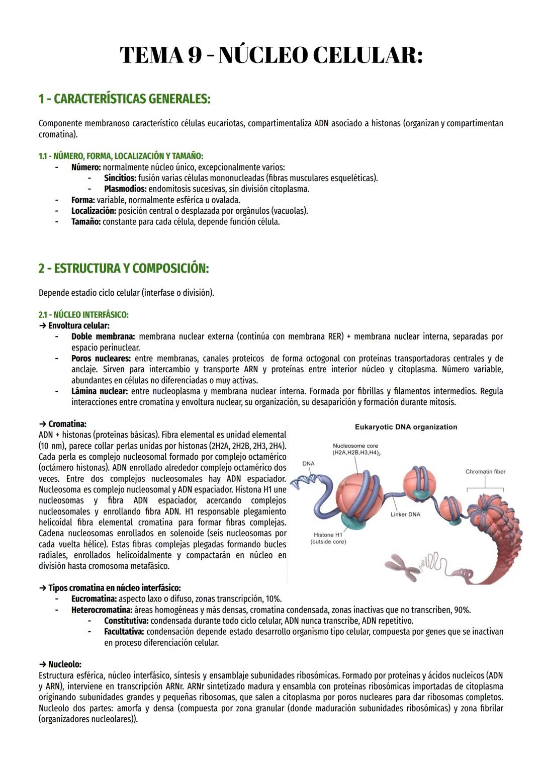 Tema 9 Biología: El Núcleo Celular