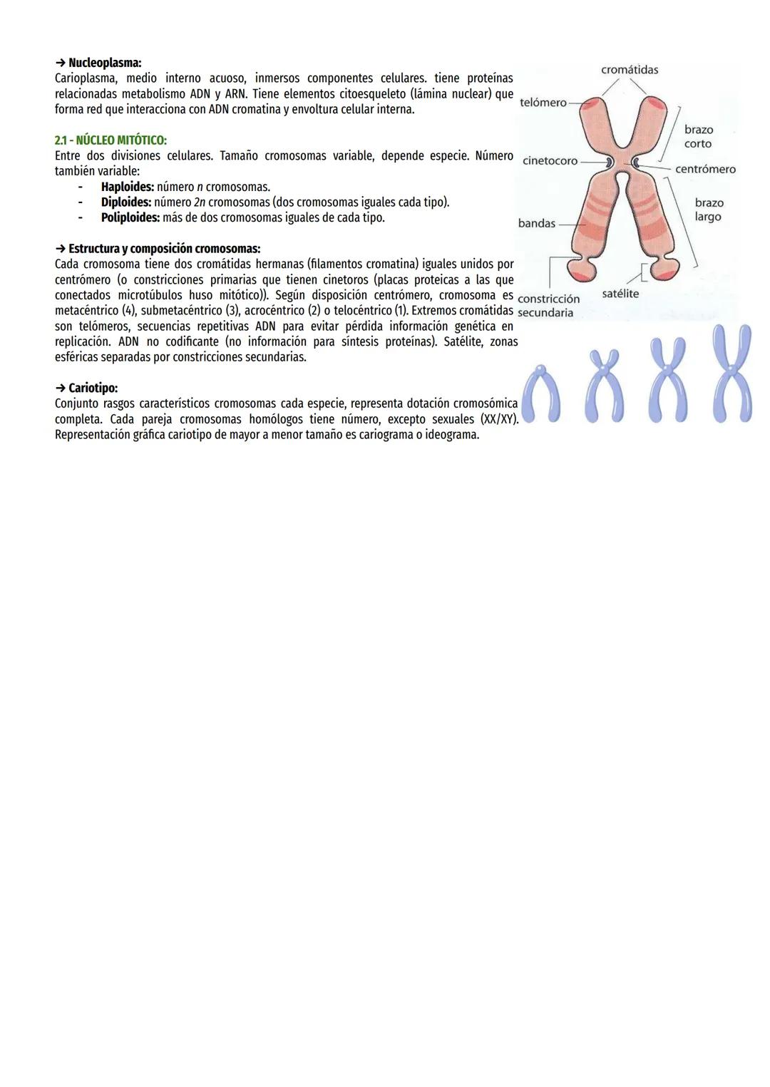 TEMA 9 -NÚCLEO CELULAR:
1- CARACTERÍSTICAS GENERALES:
Componente membranoso característico células eucariotas, compartimentaliza ADN asociad