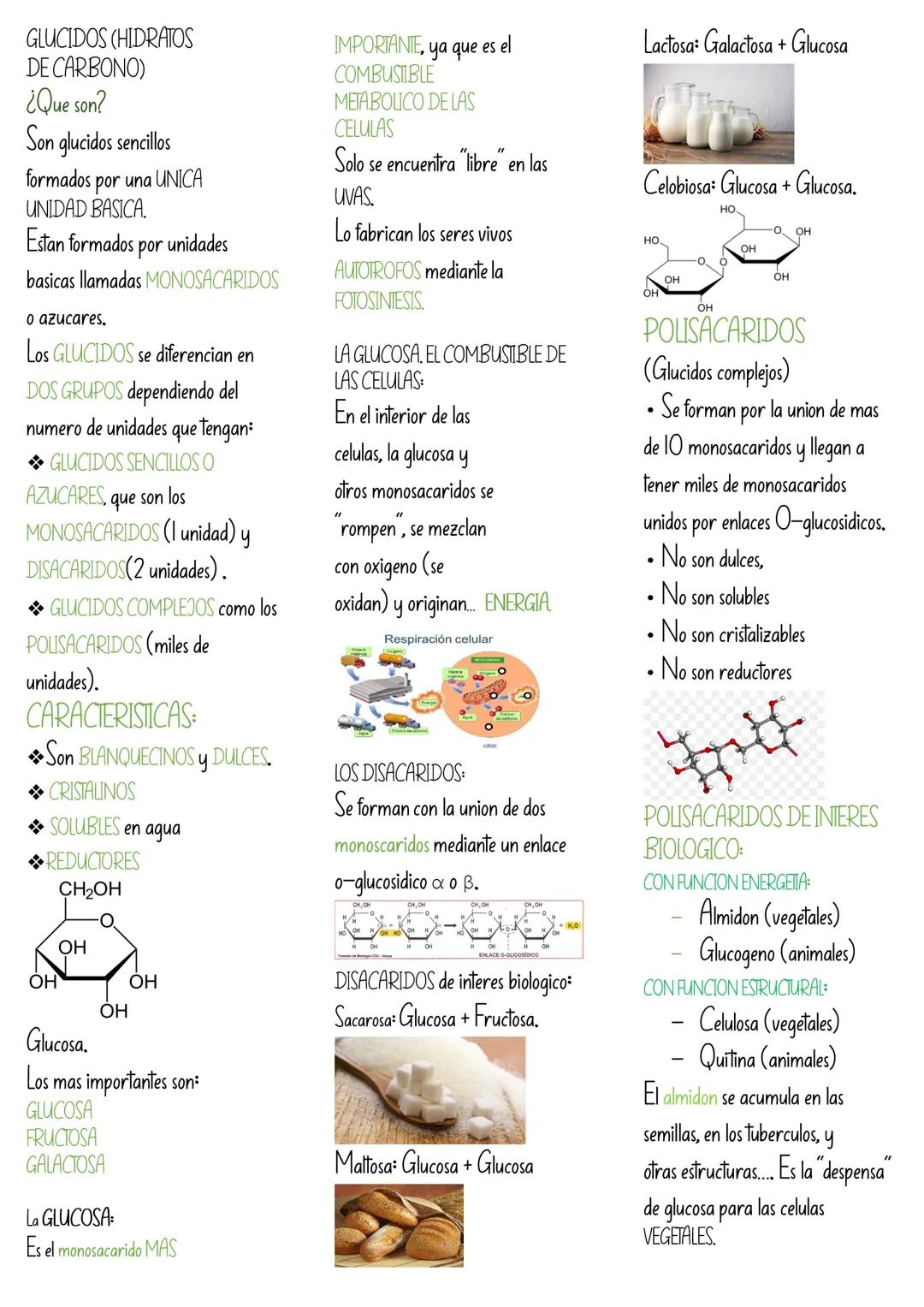 APUNTES BIOLOGÍA GLÚCIDOS