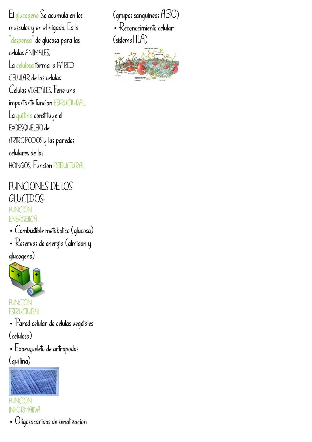 GLUCIDOS (HIDRATOS
DE CARBONO)
¿Que son?
Son glucidos sencillos
formados por una UNICA
UNIDAD BASICA.
Estan formados por unidades
basicas ll