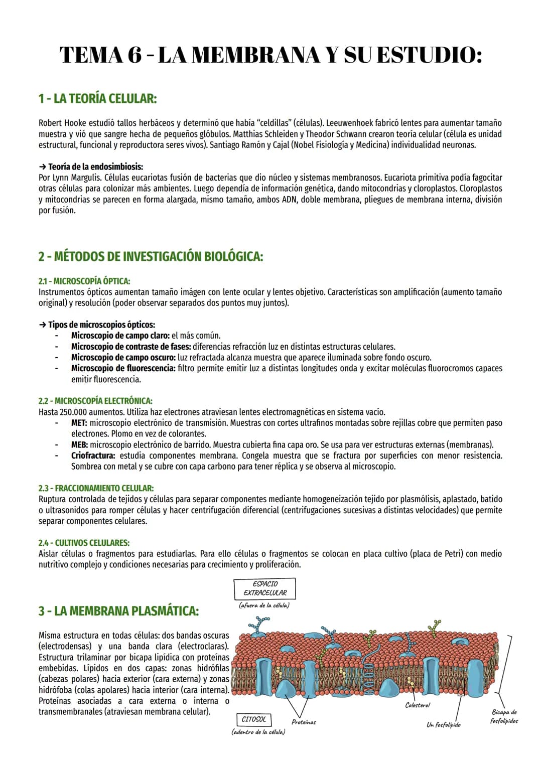 TEMA 6-LA MEMBRANA Y SU ESTUDIO:
1- LA TEORÍA CELULAR:
Robert Hooke estudió tallos herbáceos y determinó que había “celdillas" (células). Le