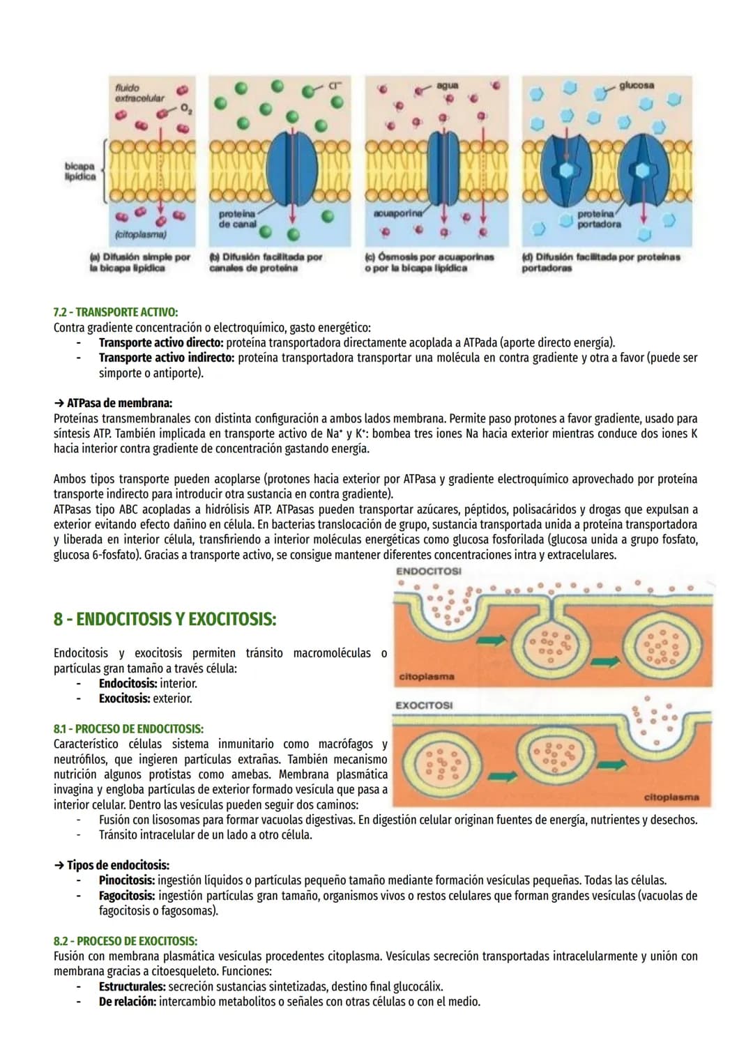 TEMA 6-LA MEMBRANA Y SU ESTUDIO:
1- LA TEORÍA CELULAR:
Robert Hooke estudió tallos herbáceos y determinó que había “celdillas" (células). Le