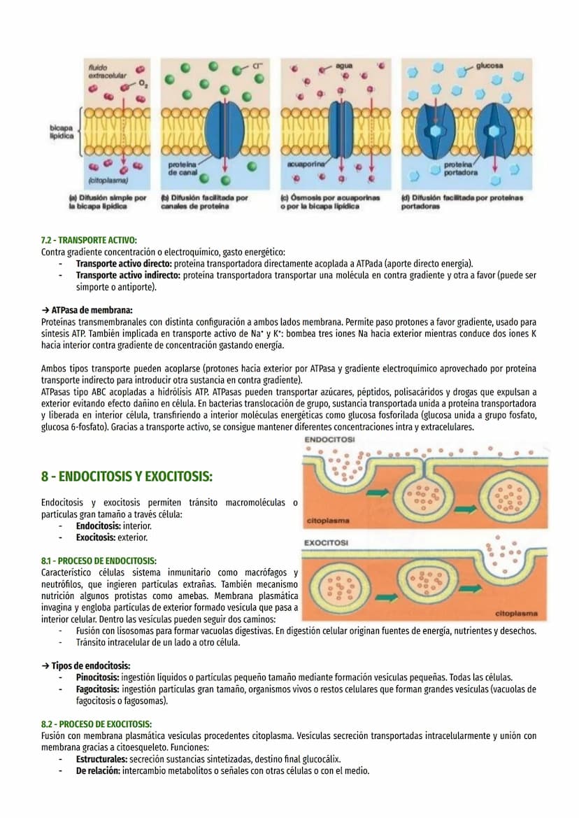 TEMA 6-LA MEMBRANA Y SU ESTUDIO:
1- LA TEORÍA CELULAR:
Robert Hooke estudió tallos herbáceos y determinó que había “celdillas" (células). Le