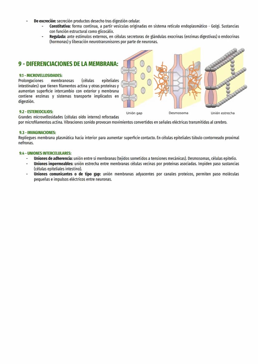 TEMA 6-LA MEMBRANA Y SU ESTUDIO:
1- LA TEORÍA CELULAR:
Robert Hooke estudió tallos herbáceos y determinó que había “celdillas" (células). Le
