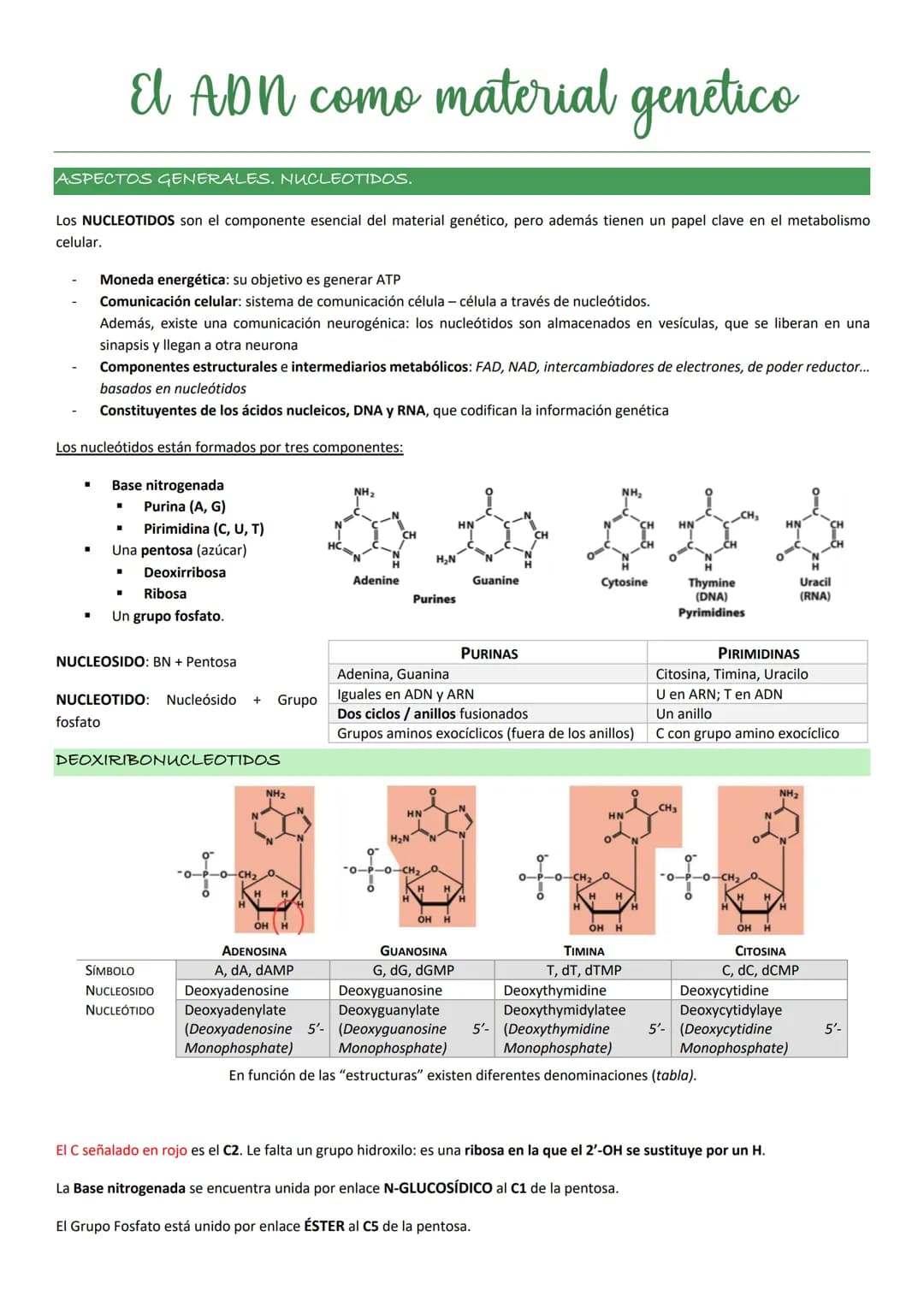 ASPECTOS GENERALES. NUCLEOTIDOS.
Los NUCLEOTIDOS son el componente esencial del material genético, pero además tienen un papel clave en el m