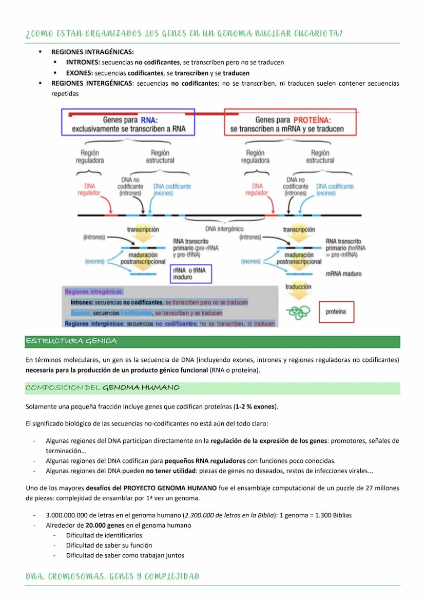 ASPECTOS GENERALES. NUCLEOTIDOS.
Los NUCLEOTIDOS son el componente esencial del material genético, pero además tienen un papel clave en el m