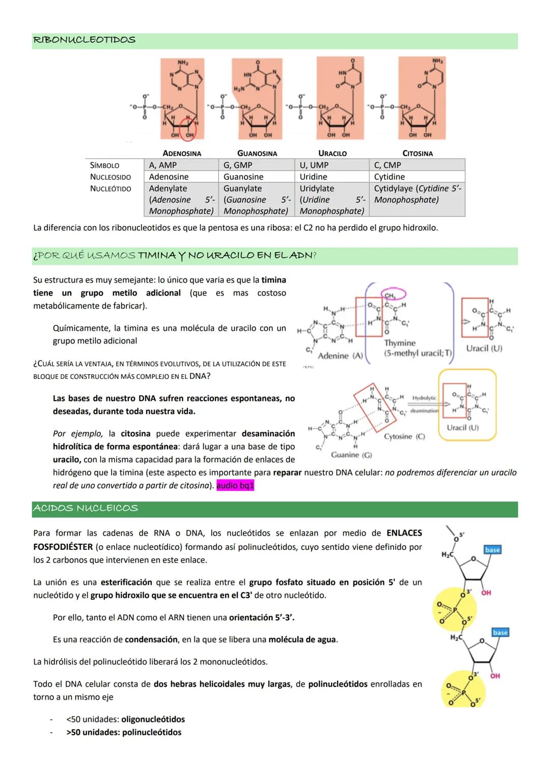ASPECTOS GENERALES. NUCLEOTIDOS.
Los NUCLEOTIDOS son el componente esencial del material genético, pero además tienen un papel clave en el m