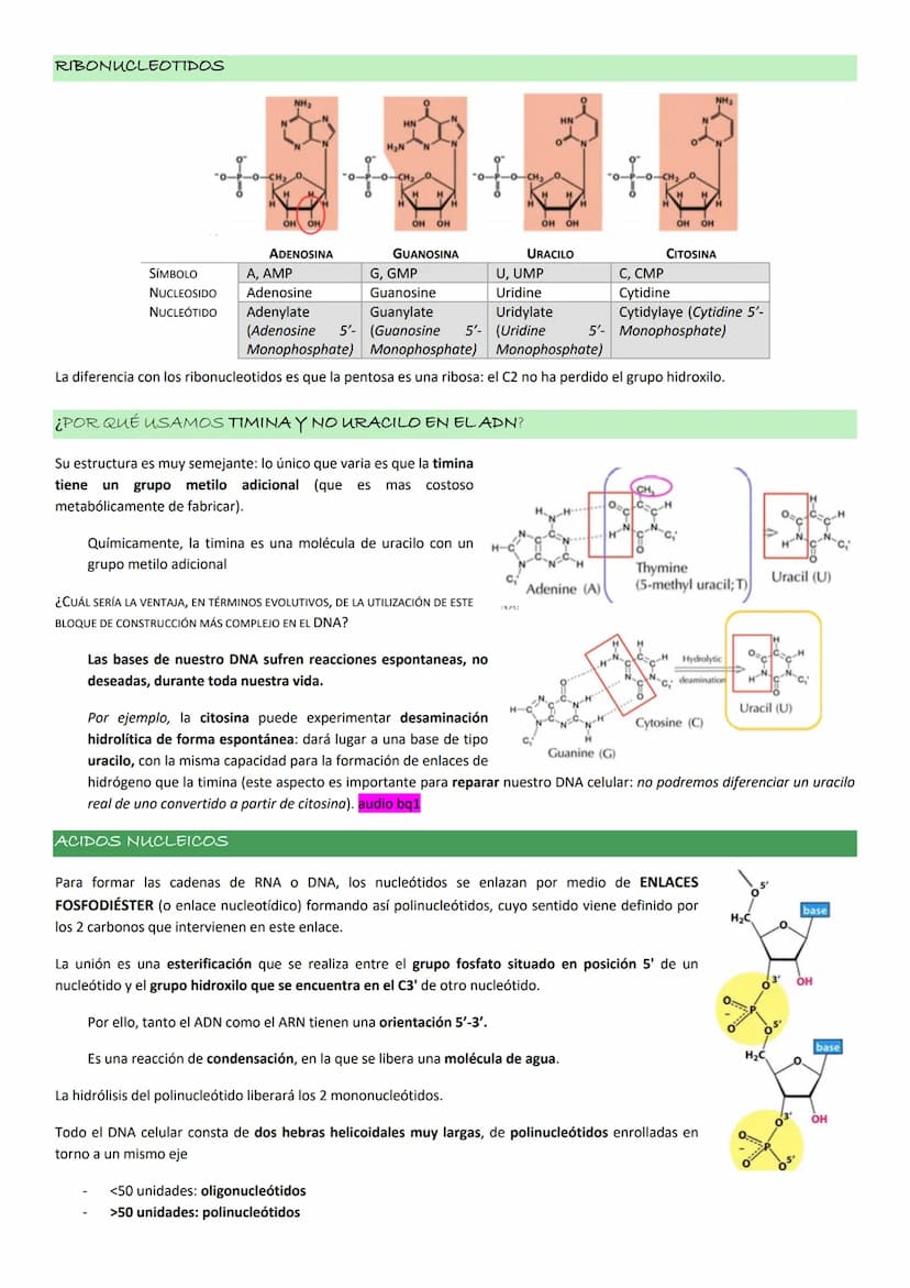 ASPECTOS GENERALES. NUCLEOTIDOS.
Los NUCLEOTIDOS son el componente esencial del material genético, pero además tienen un papel clave en el m