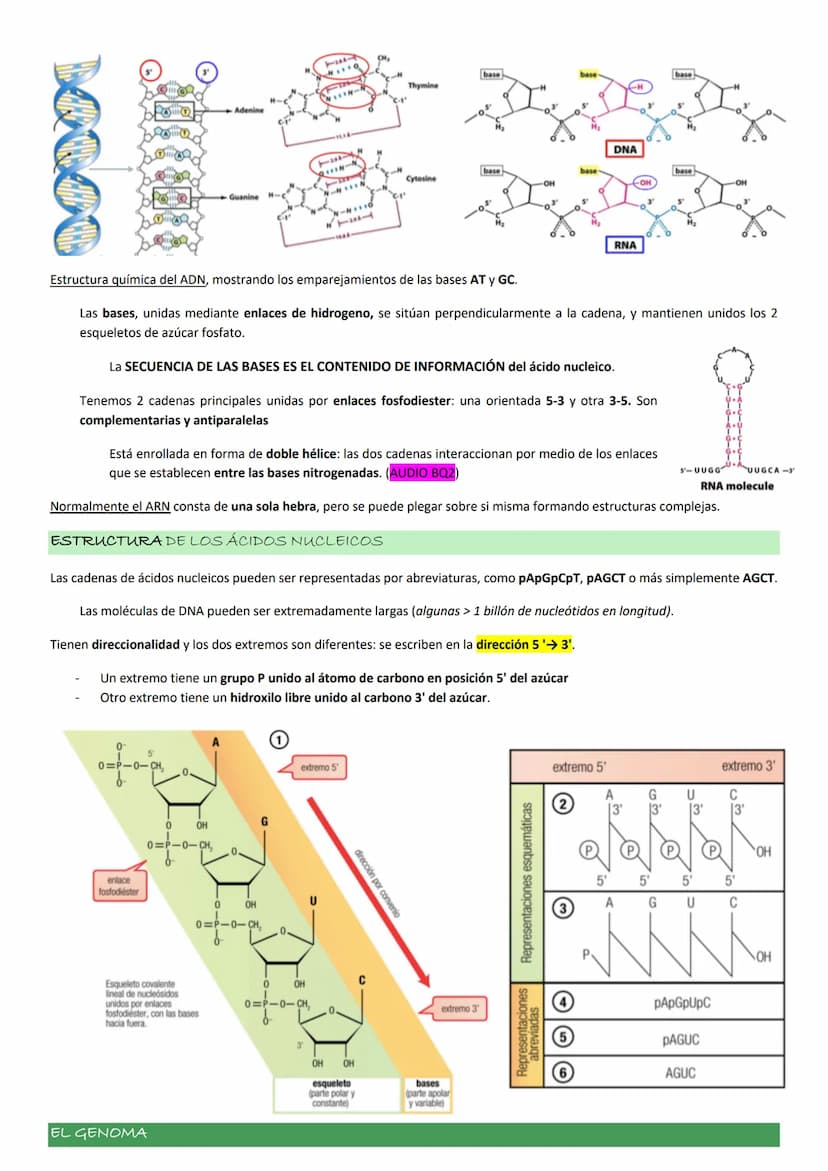 ASPECTOS GENERALES. NUCLEOTIDOS.
Los NUCLEOTIDOS son el componente esencial del material genético, pero además tienen un papel clave en el m