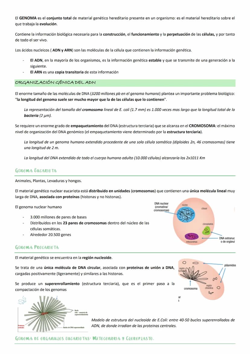 ASPECTOS GENERALES. NUCLEOTIDOS.
Los NUCLEOTIDOS son el componente esencial del material genético, pero además tienen un papel clave en el m