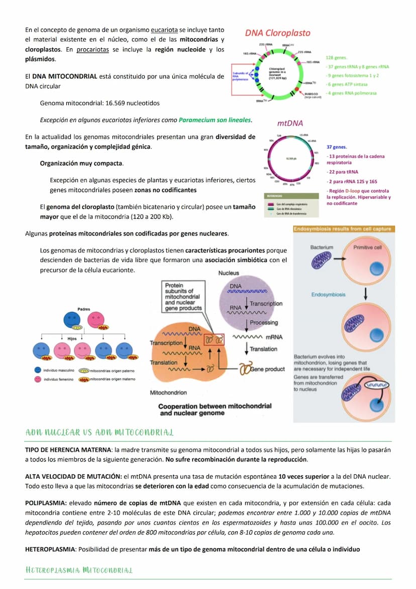 ASPECTOS GENERALES. NUCLEOTIDOS.
Los NUCLEOTIDOS son el componente esencial del material genético, pero además tienen un papel clave en el m