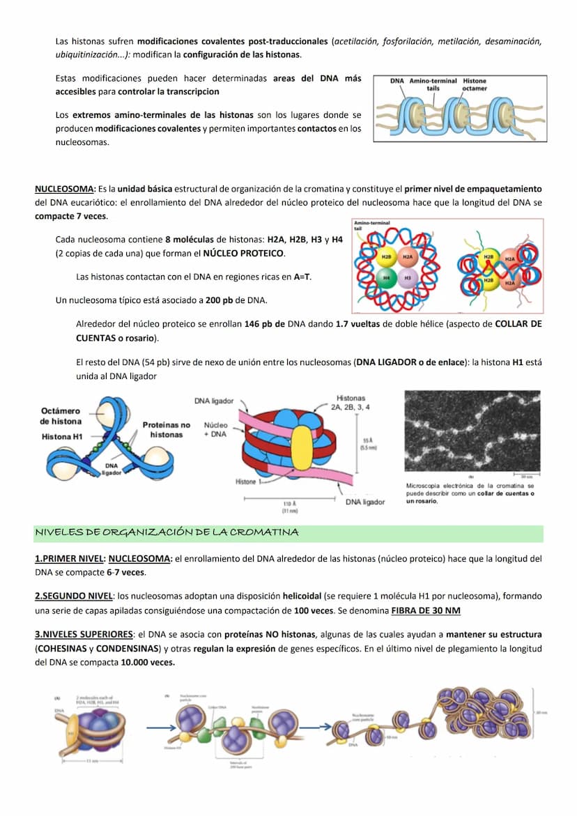 ASPECTOS GENERALES. NUCLEOTIDOS.
Los NUCLEOTIDOS son el componente esencial del material genético, pero además tienen un papel clave en el m