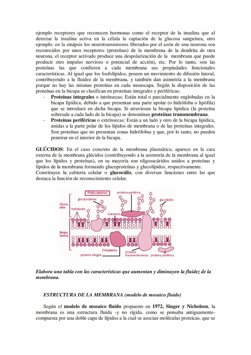 ●
●
TEMA11: LA CÉLULA
Modelos de organización celular: células procariotas y eucariotas.
Componentes de la célula procariótica: envolturas c